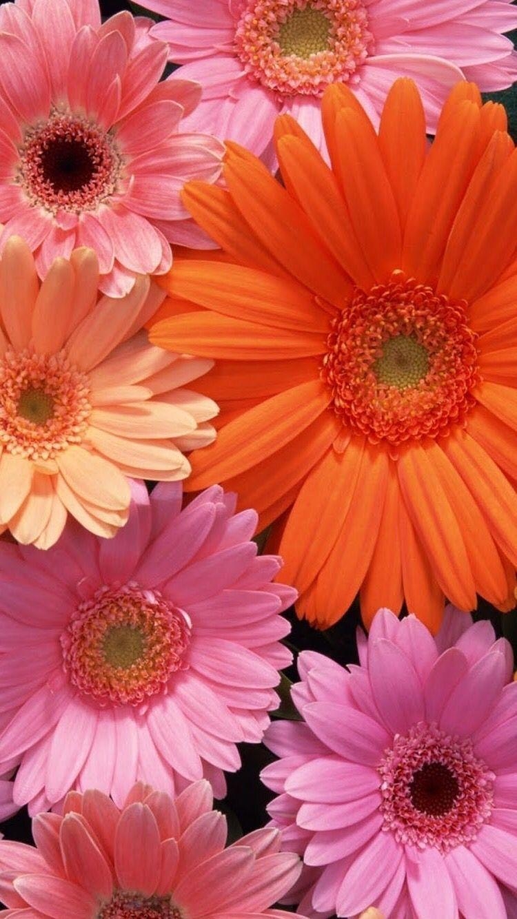 Gerbera Gänseblümchen, Natur, Hintergrund, Blumen, 750x1340 HD Handy