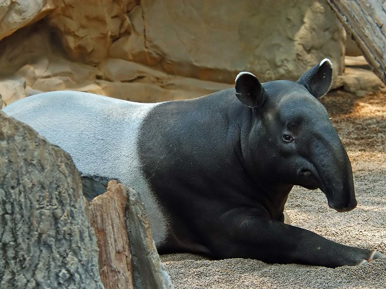 Tapir, Tierwelt, Bild, Natur, Fotografie, 1600x1200 HD Desktop