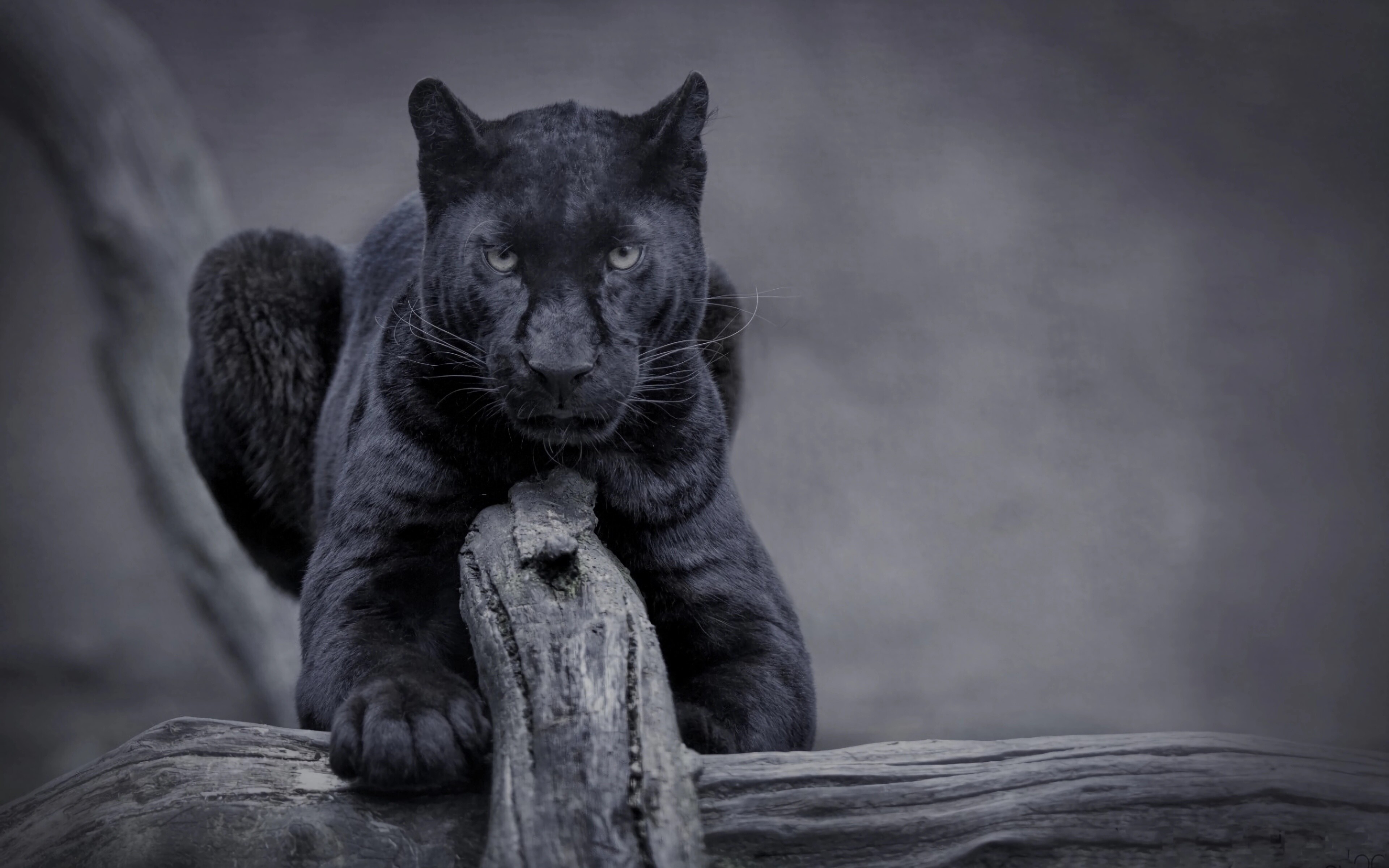 Schwarzer Panther, Tier, Wildnis, Säugetier, Jäger, 3840x2400 4K Desktop