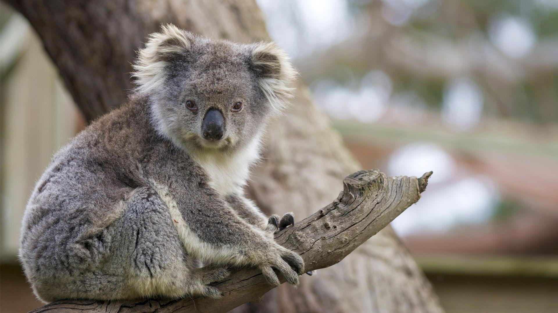 Koala, Bär, Hintergrund, Australien, Tier, 1920x1080 Full HD Desktop