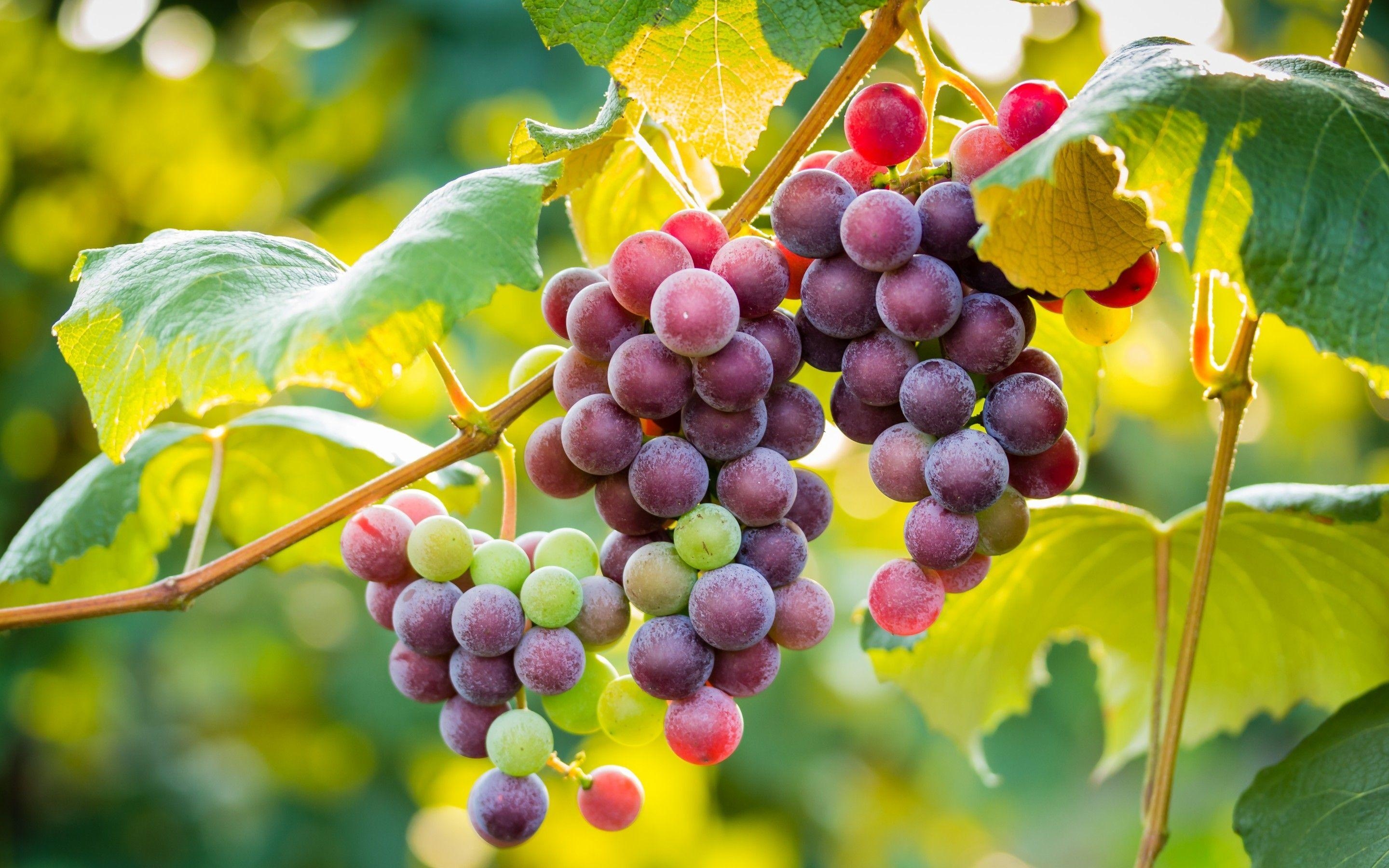 Traubenbild, Früchte, Wein, Reben, Lebensmittel, 2880x1800 HD Desktop