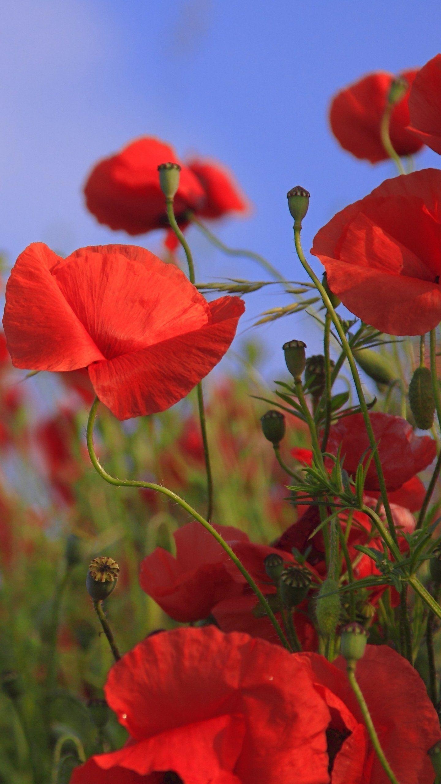 Rote Mohnblumen, Android, Desktop, Blüten, 1440x2560 HD Handy