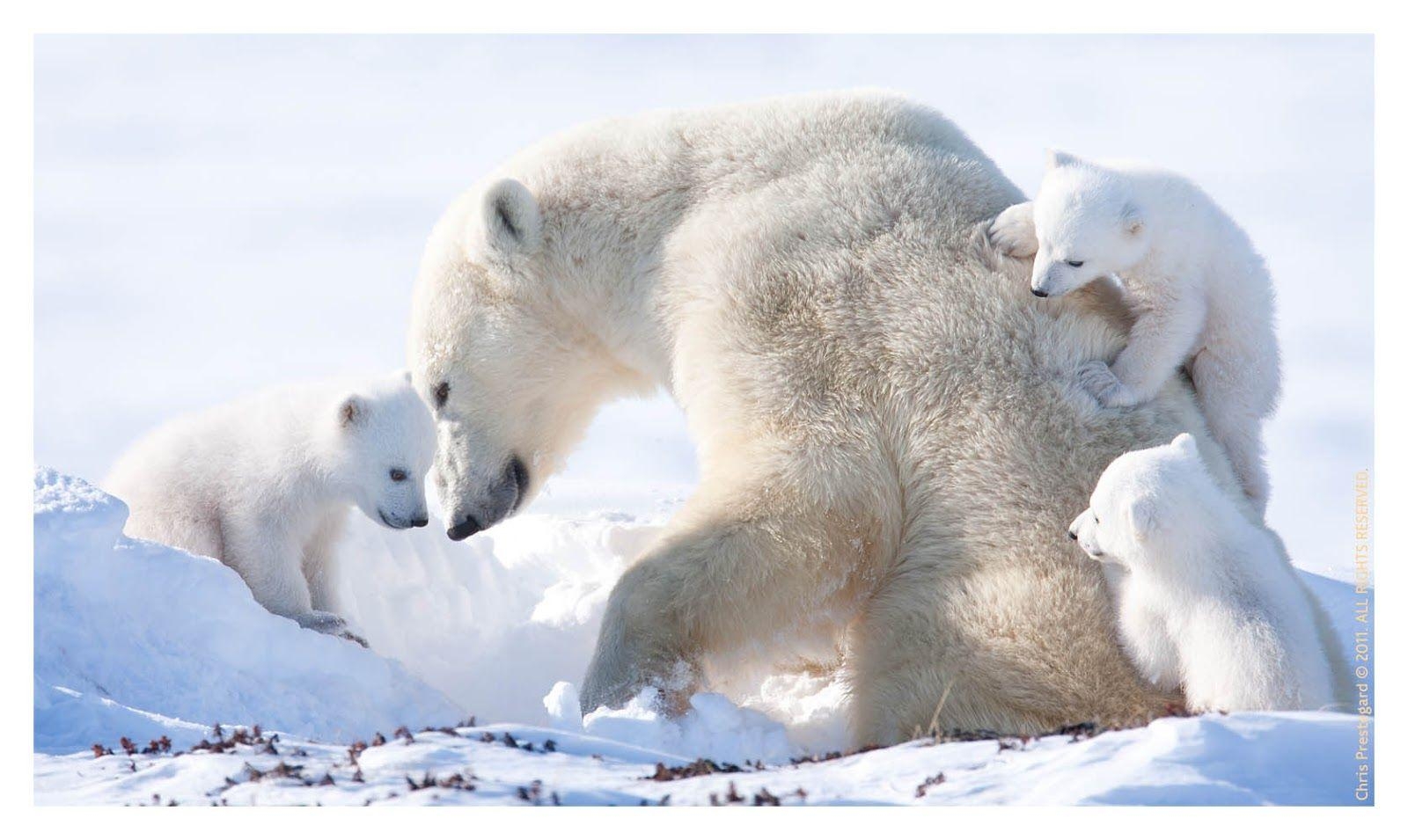 Eisbär Tier Hintergrundbild Foto Natur, 1600x960 HD Desktop