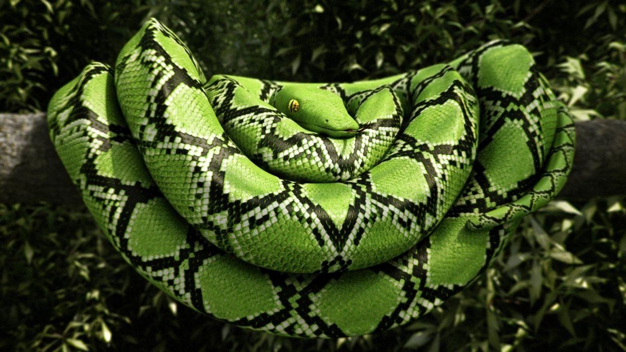 Boa Constrictor, Full HD, Hintergrundbild, Reptil, Tiermotiv, 1250x700 HD Desktop