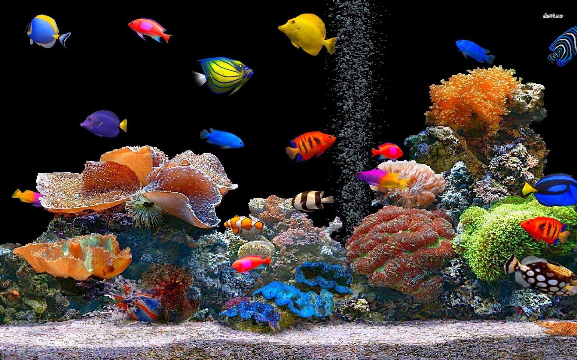 Tropische Fische, 20 x 1200, Exotisch, Tiere, 1920x1200 HD Desktop