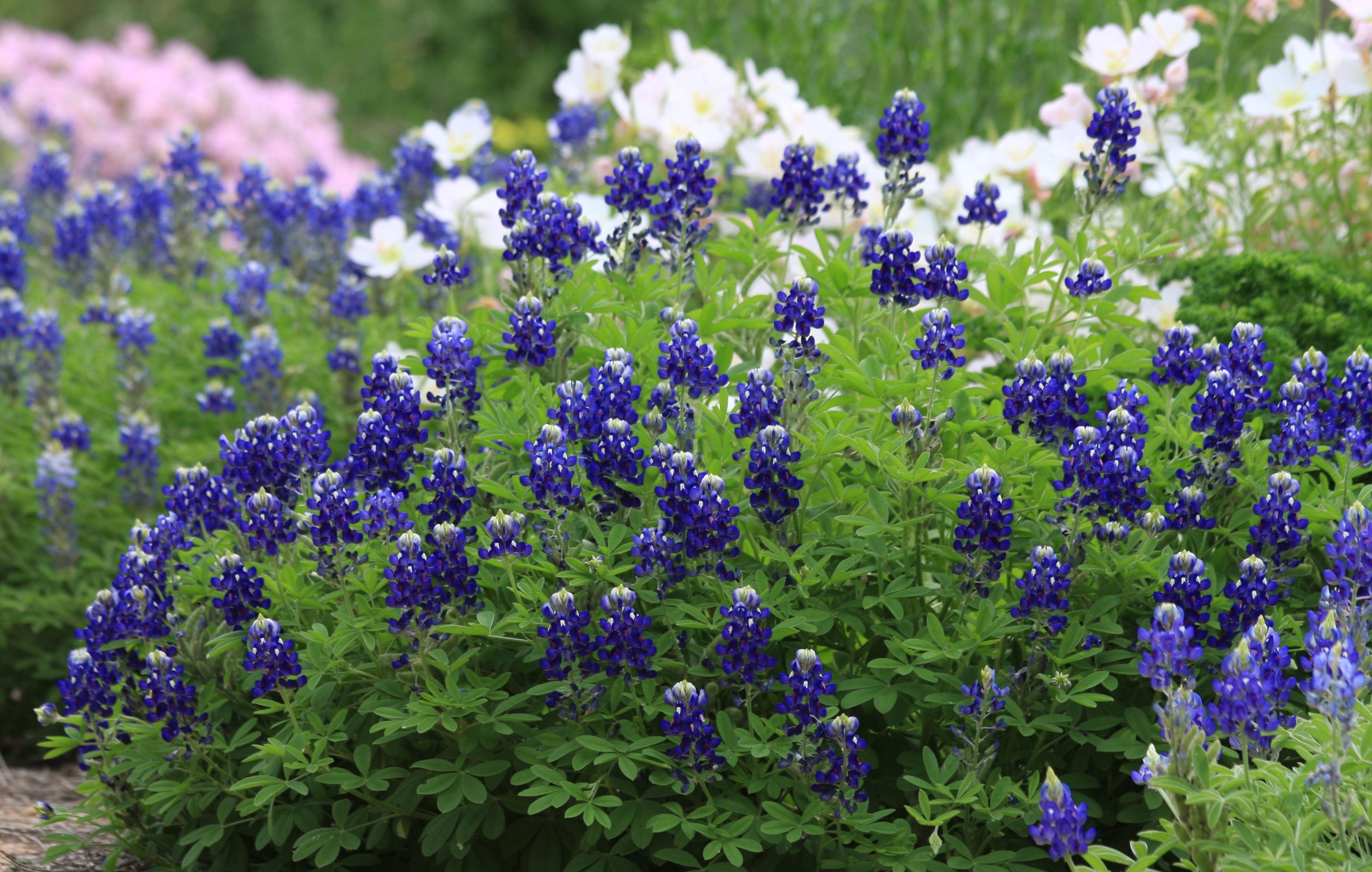 Lady Bird Johnson, Bluebonnet, Texas, Natur, Blau, 3380x2150 HD Desktop