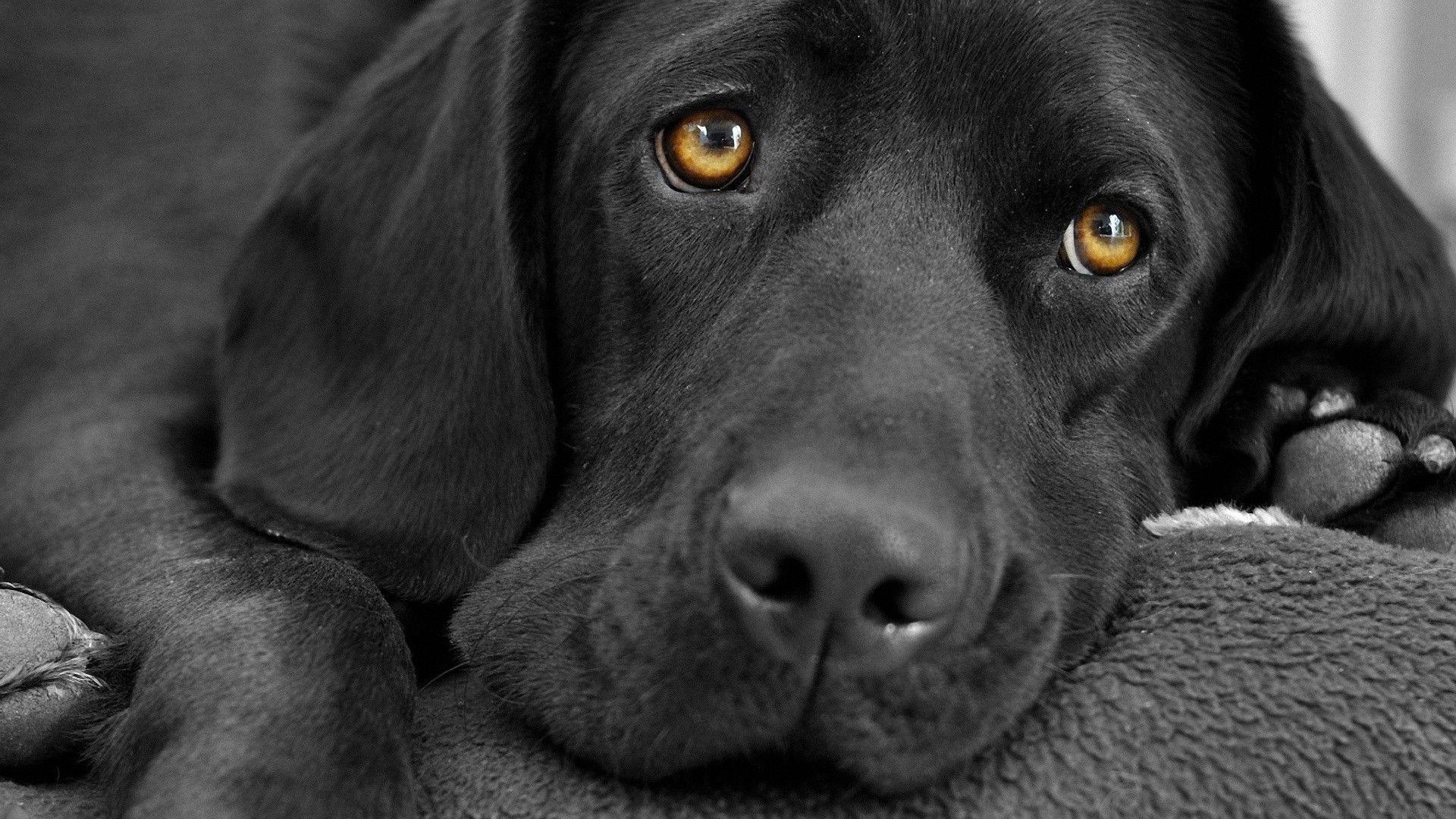 Schwarzer Labrador, HD, Haustier, 4K, Hund, 1920x1080 Full HD Desktop