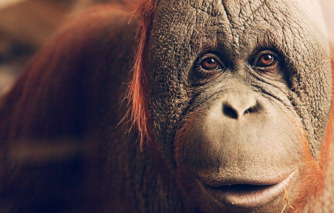 Orang-Utan, Augen, Tier, Affe, Blick, 1340x850 HD Desktop