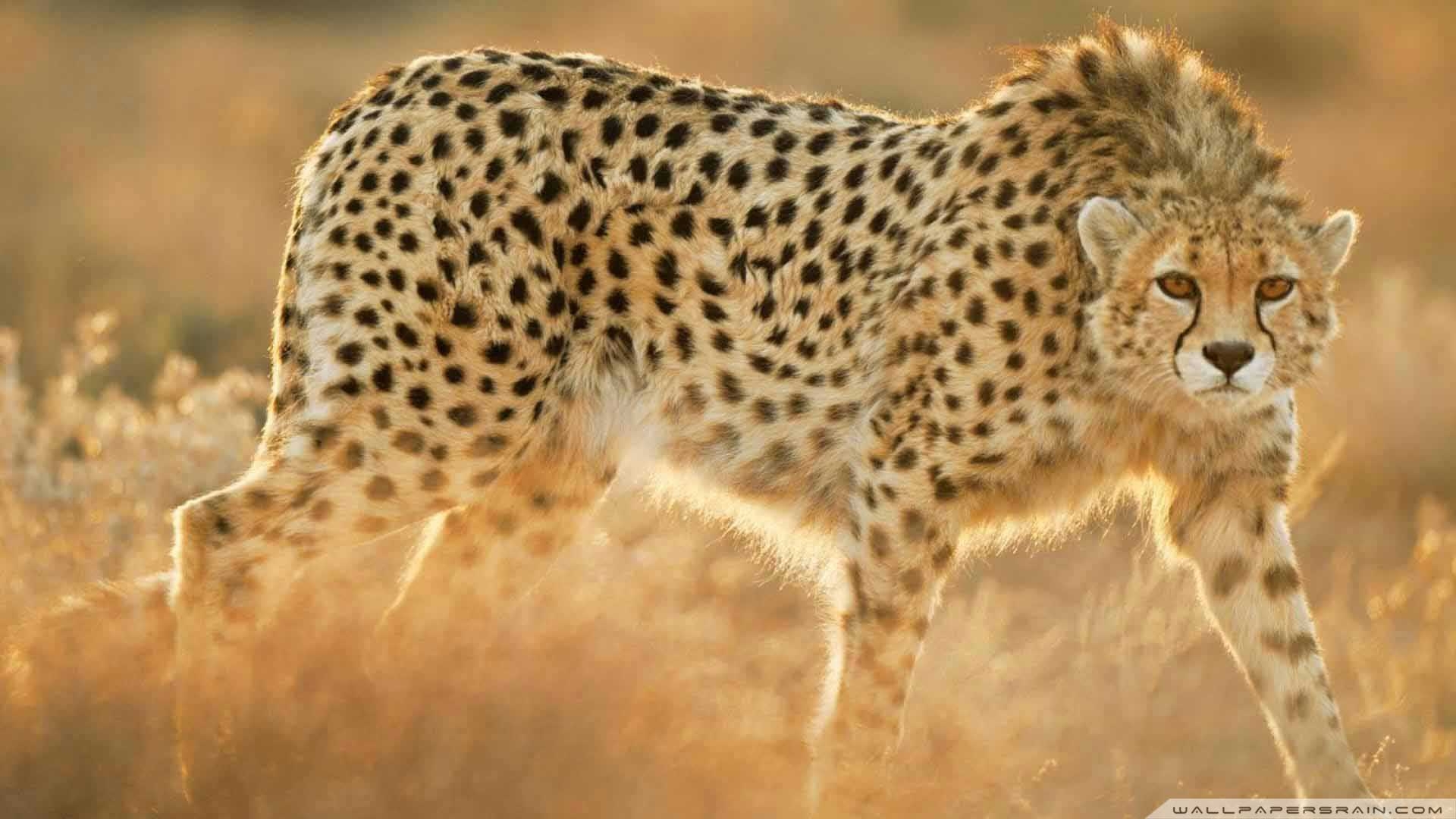 Gepard, Galerie, Tiere, Sammlung, Bild, 1920x1080 Full HD Desktop