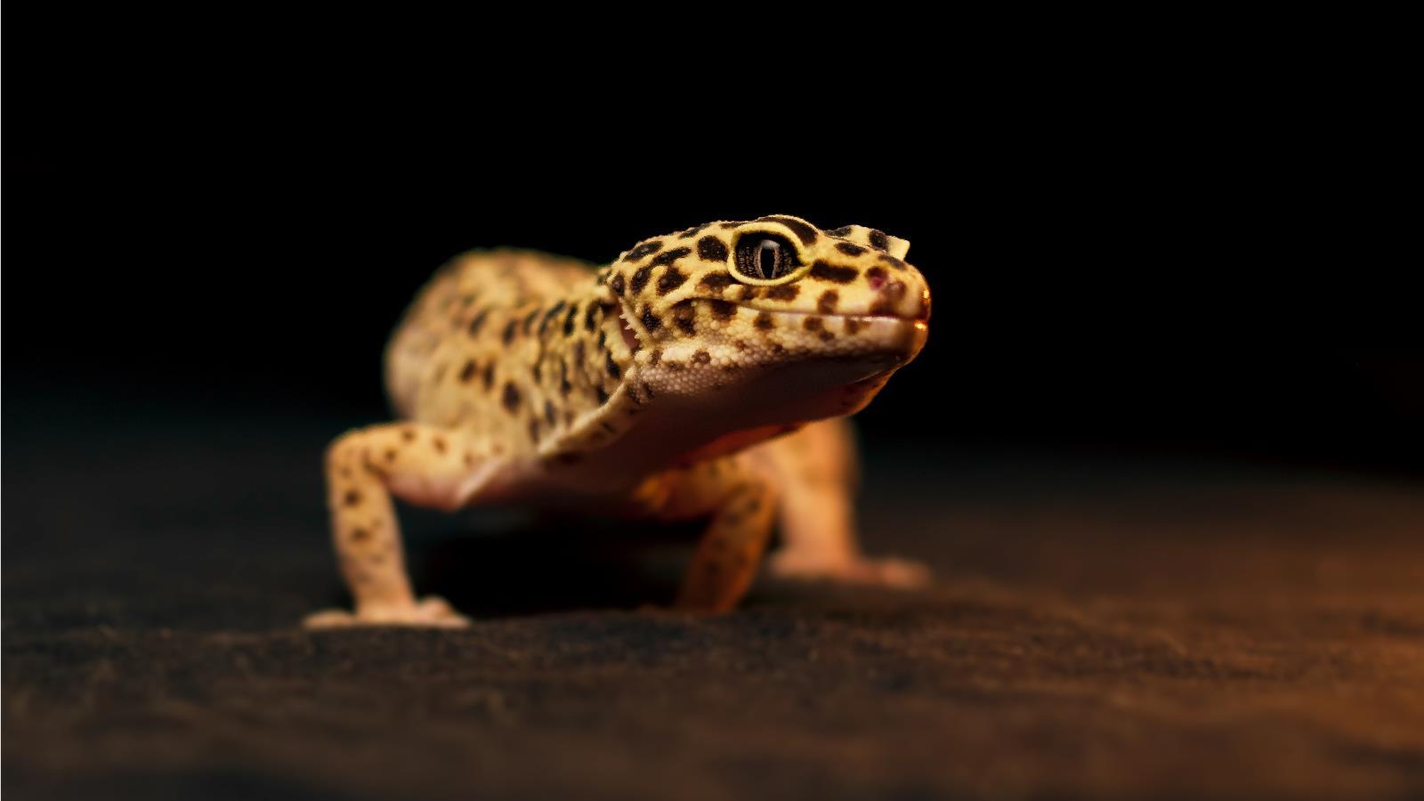 Leopardgecko, Reptil, Tapeten, Tierwelt, Farbenprächtig, 1600x900 HD Desktop