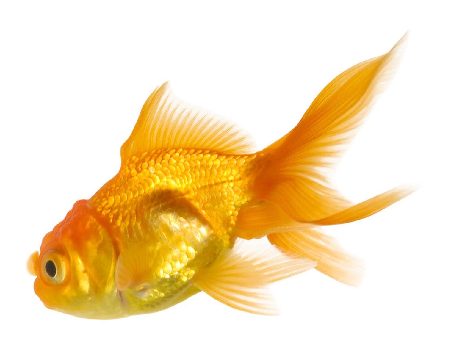 Goldfisch, Hintergrund, Natur, Aquarium, Tiere, 1600x1200 HD Desktop