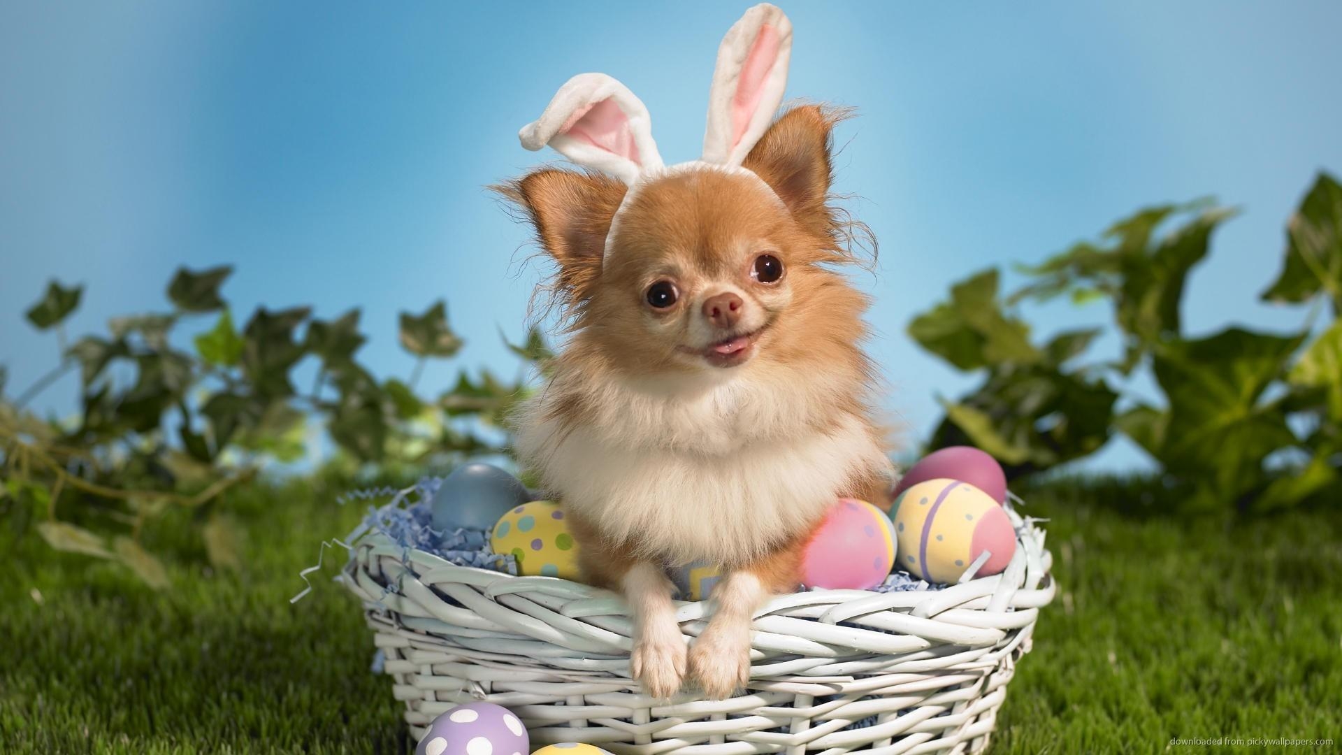 Chihuahua Ostern, Porträt, Foto, Hintergrund, schön, 1920x1080 Full HD Desktop