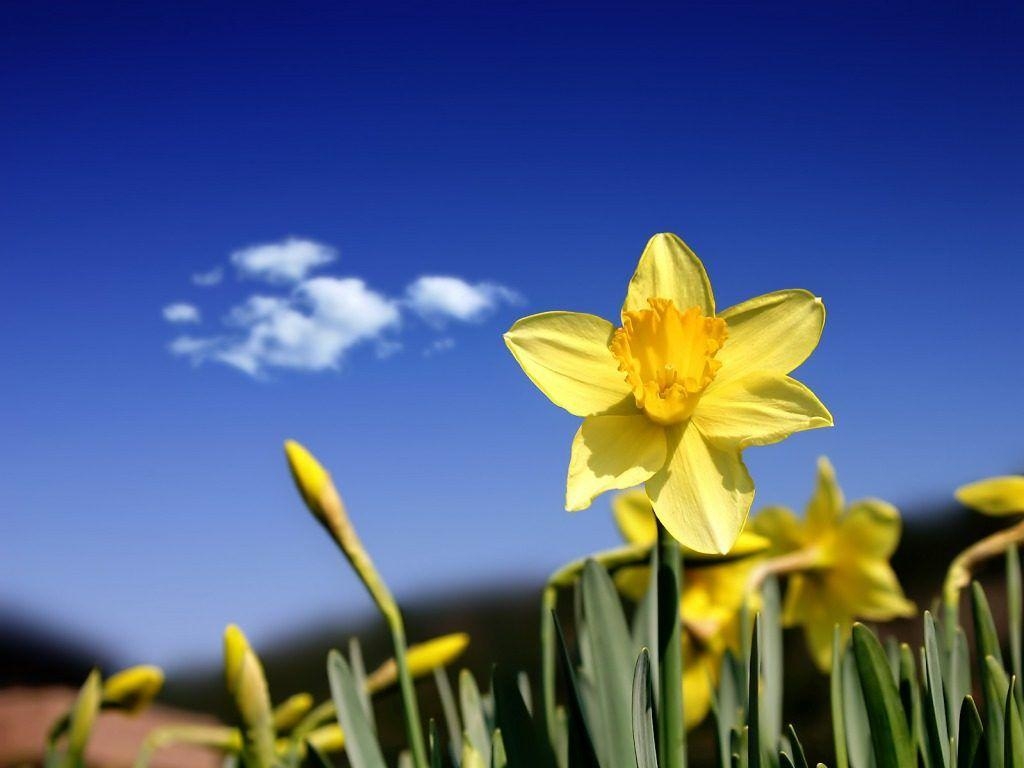 Narzisse, Natur, Blumenbild, HD, Hintergrund, 1030x770 HD Desktop