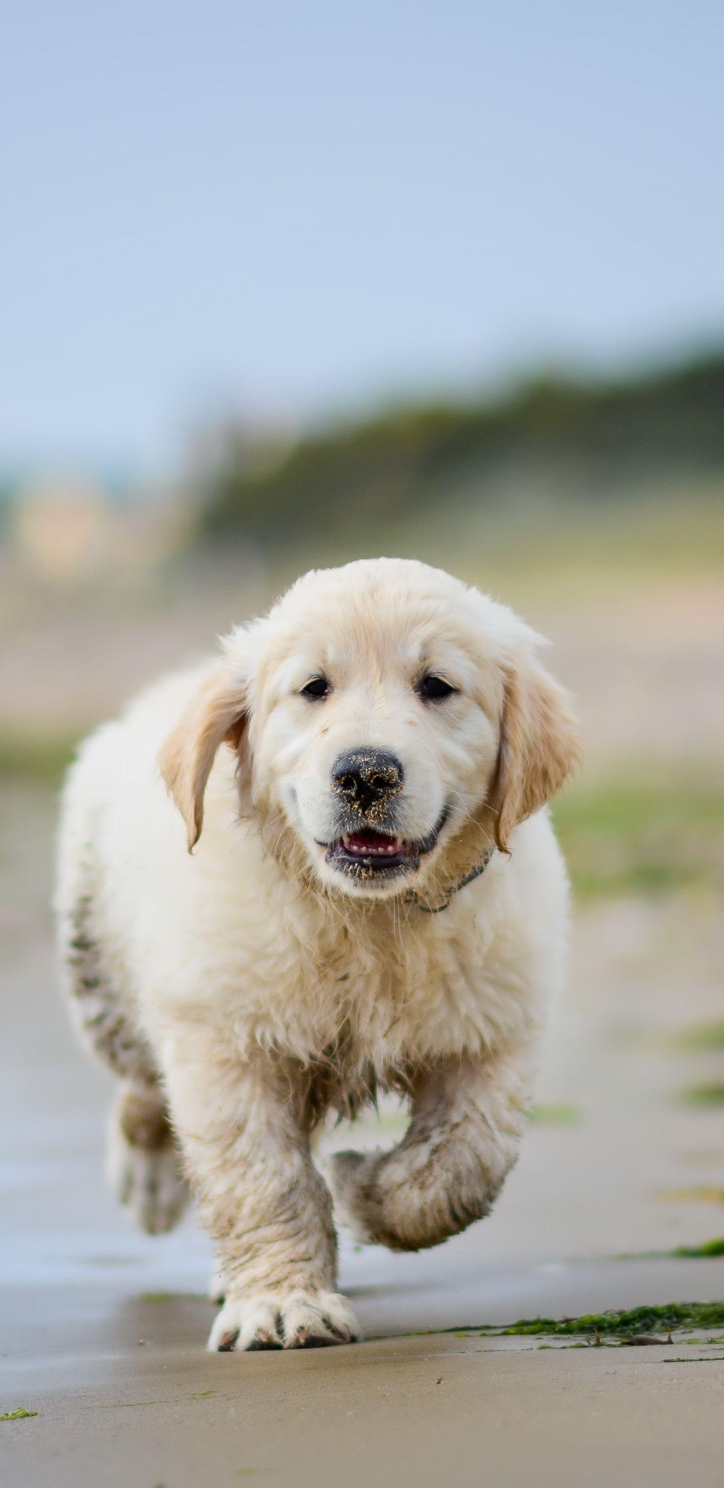 Golden Retriever, Welpe, Mobil, Hintergrund, Niedlich, 1440x2960 HD Handy