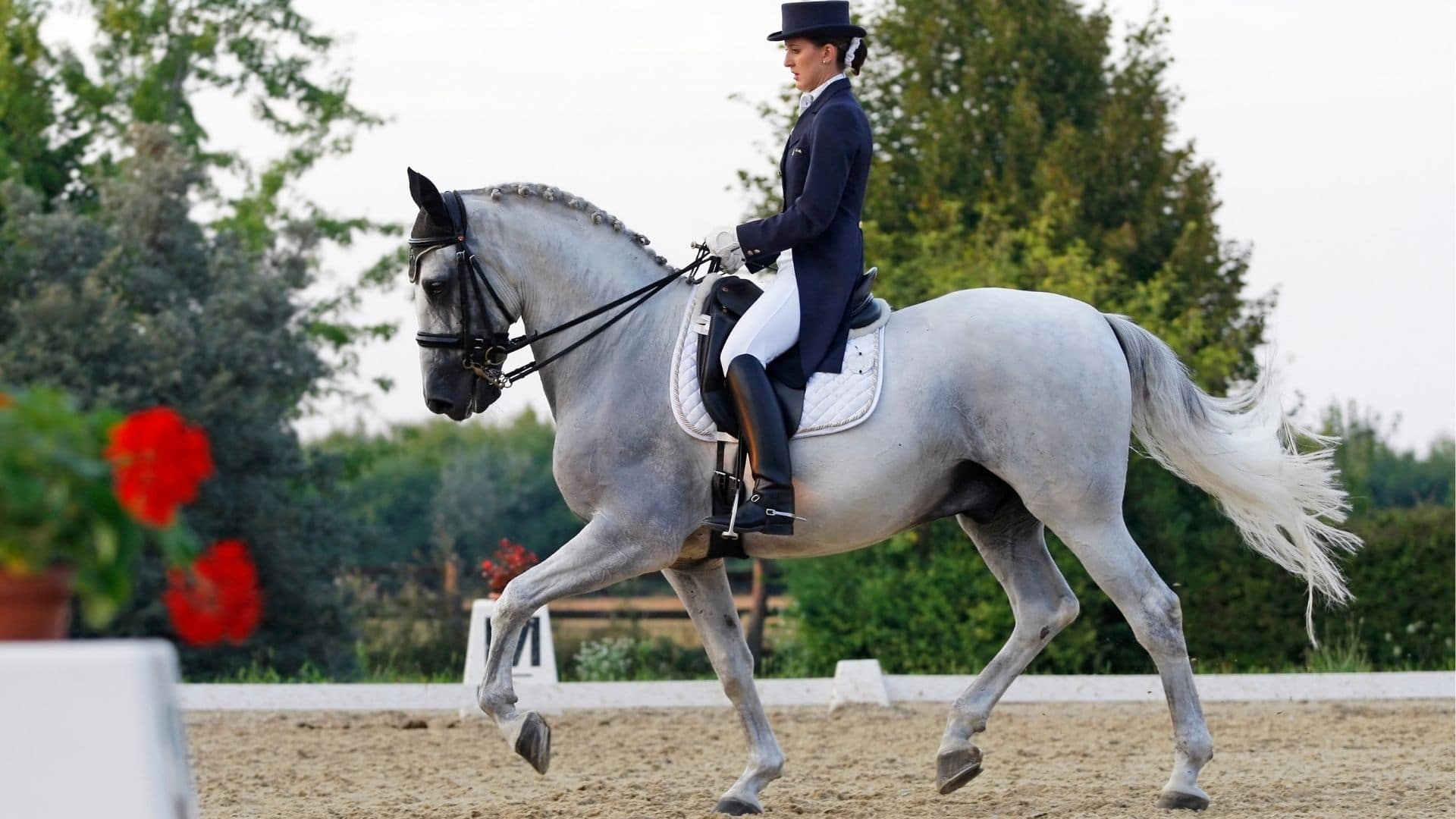 Dressur, Training, Pferde, Reitsport, Anleitung, 1920x1080 Full HD Desktop