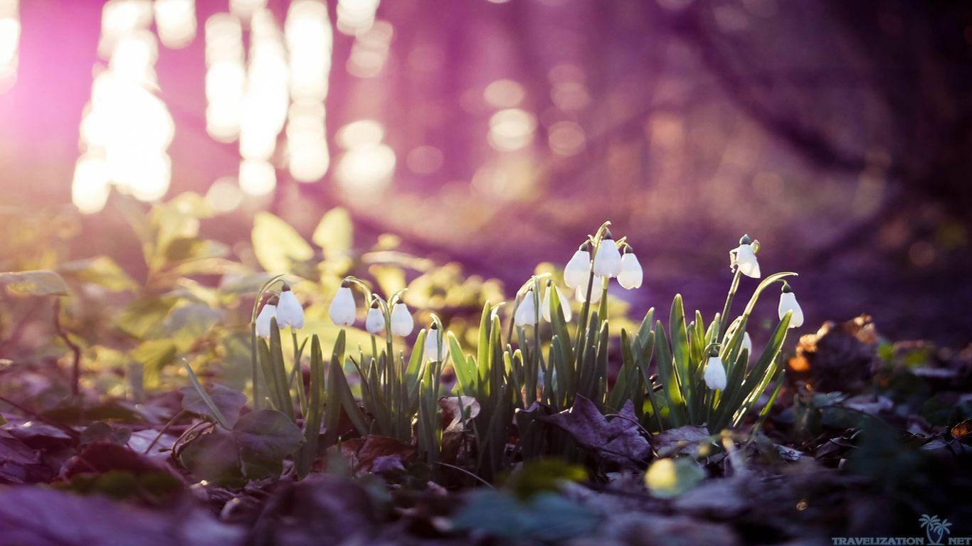 Frühling, Natur, Früher, Sammlung, Hintergrund, 1370x770 HD Desktop