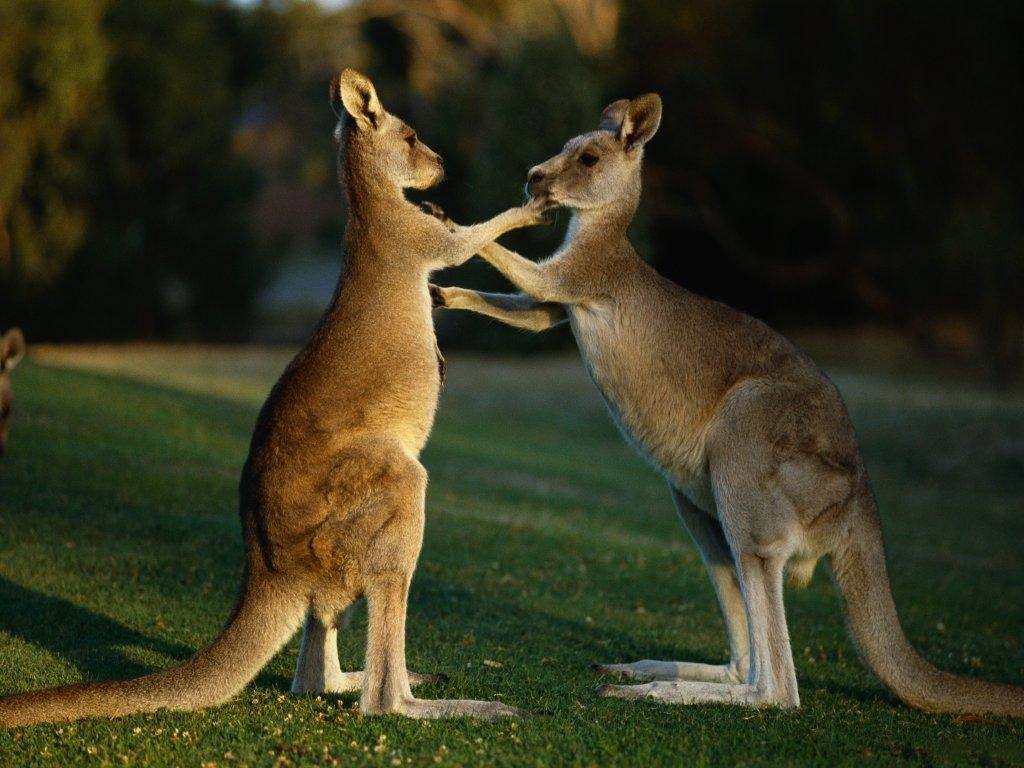 Känguru, 4K, PC, Australien, Tierbild, 1030x770 HD Desktop