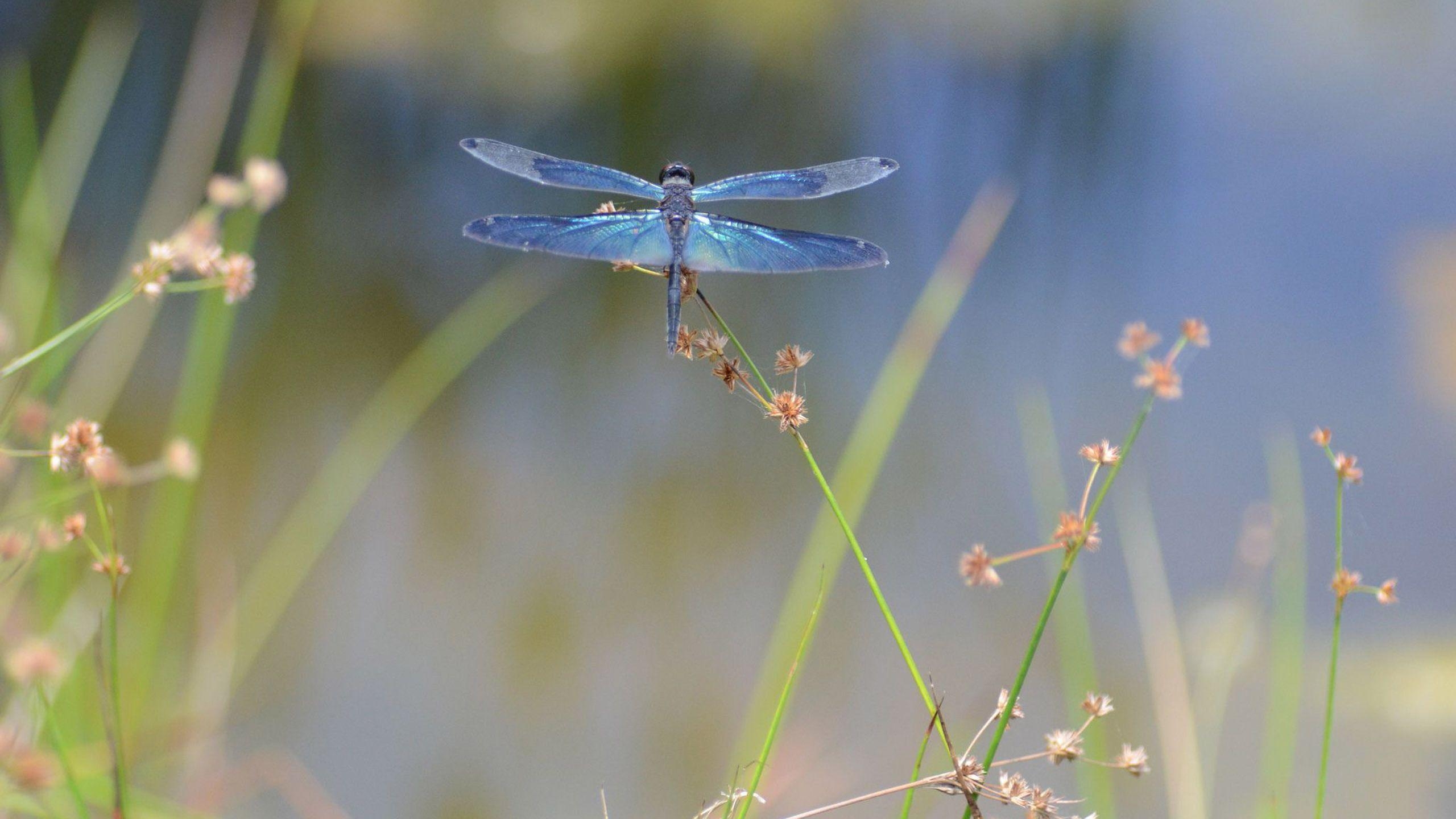 Libelle, Desktop, Insekt, Tier, Natur, 2560x1440 HD Desktop