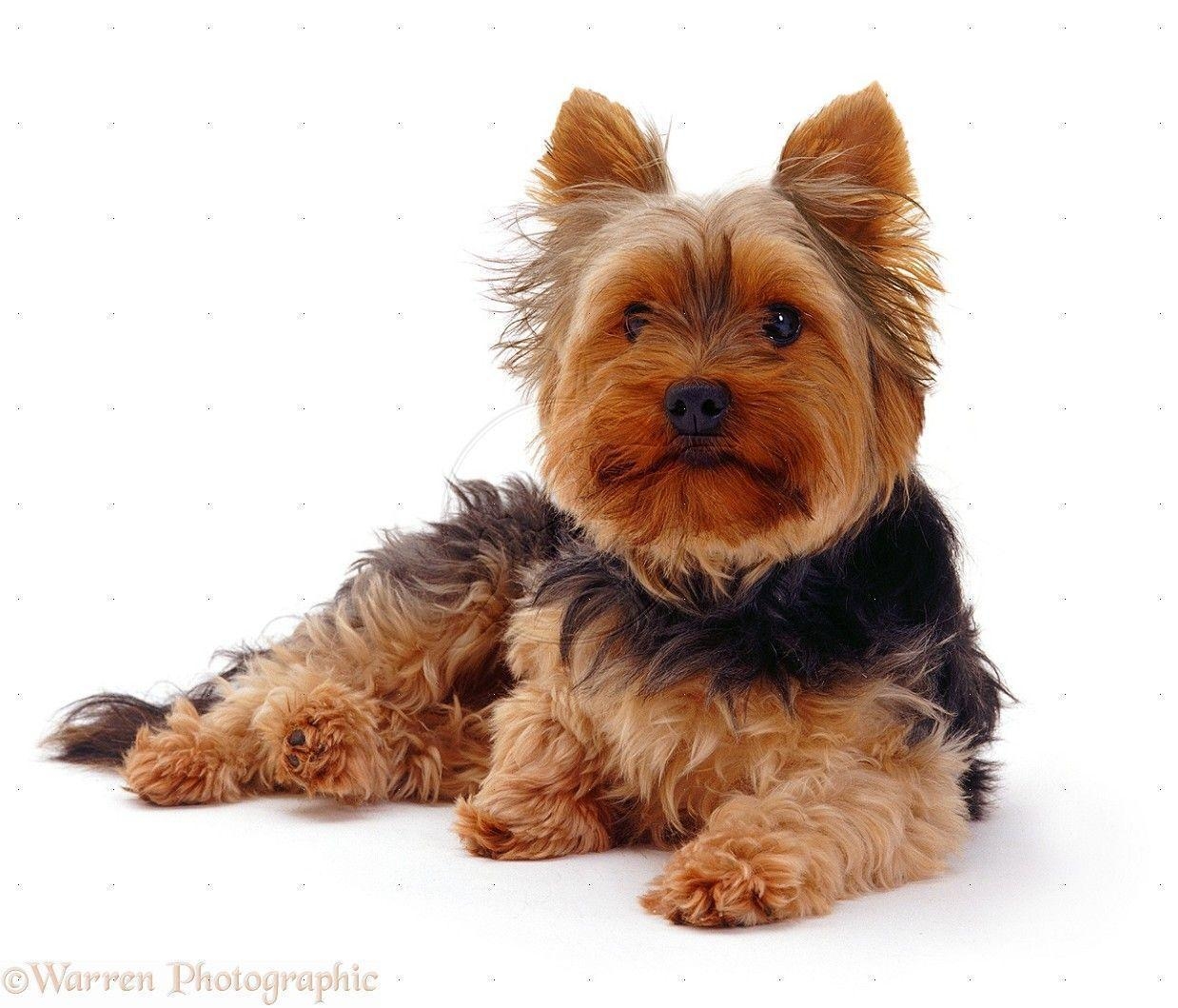 Yorkshire Terrier, Hundebild, Desktop, Hintergrund, Fotografie, 1240x1060 HD Desktop