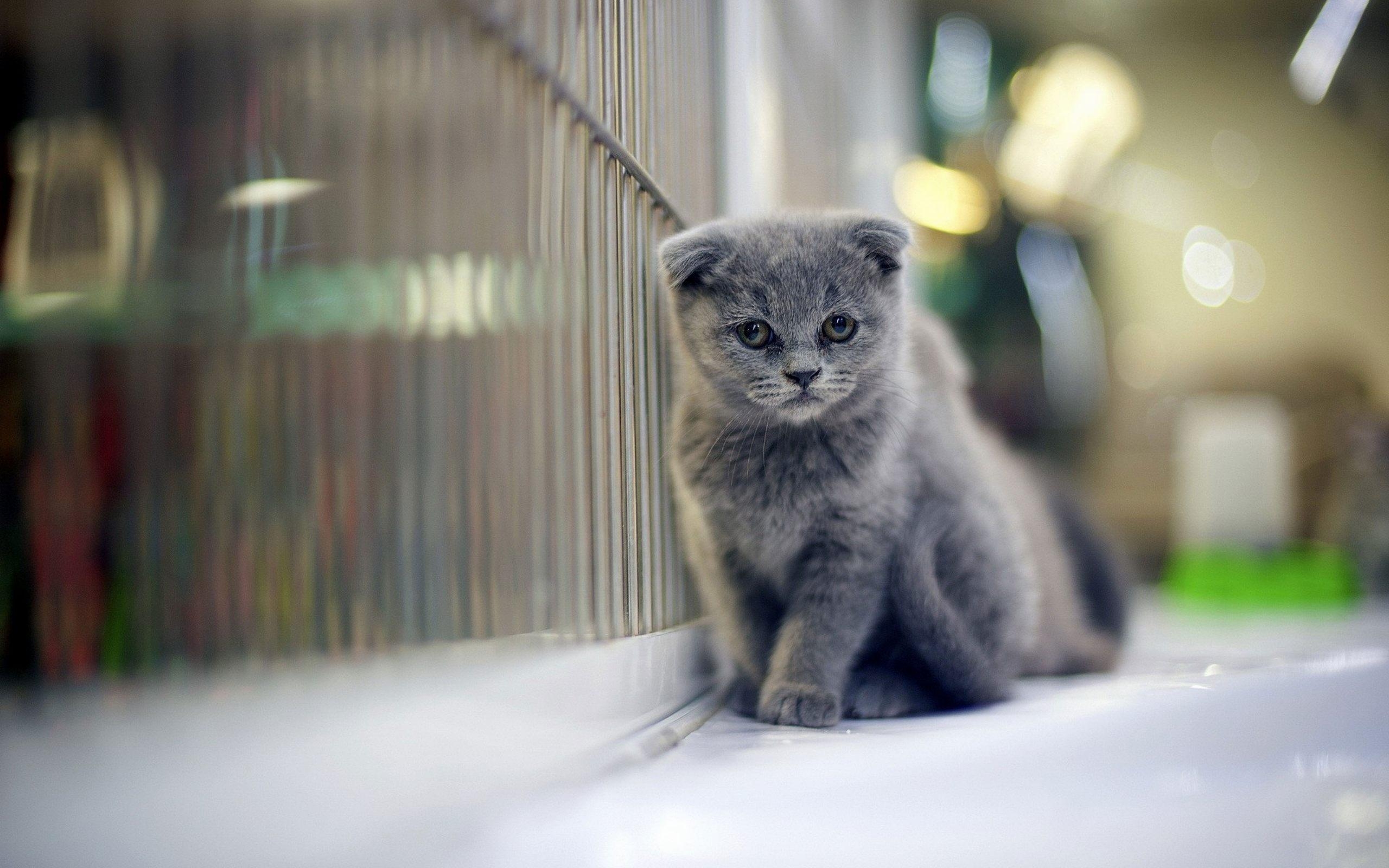 Scottish Fold, süß, sitzend, blau, HD, 2560x1600 HD Desktop