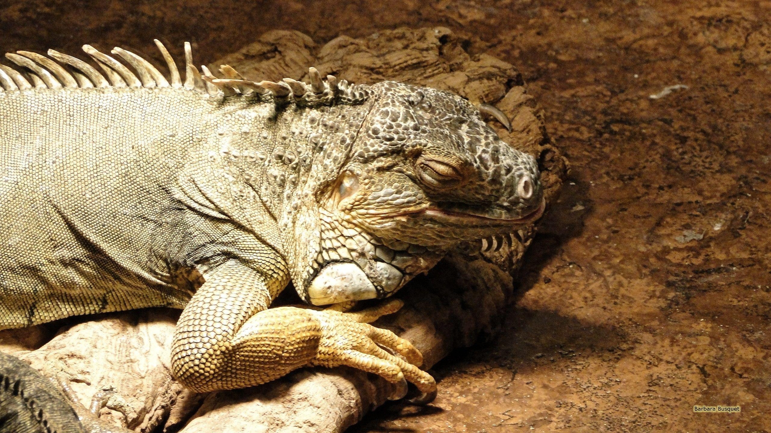 Grüner Leguan, Zoo, HD, Barbaras, Tiere, 2560x1440 HD Desktop