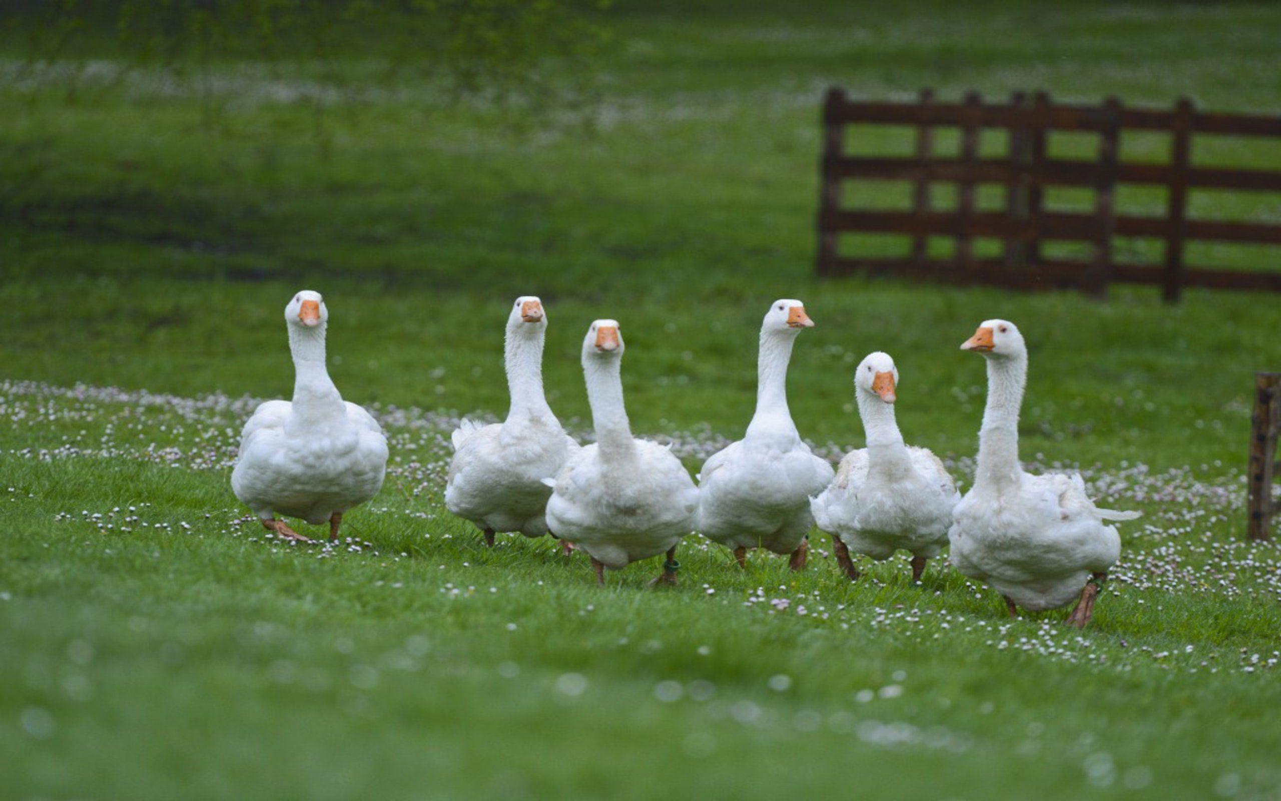 Gans, Tier, Hintergrundbild, Natur, Vogel, 2560x1600 HD Desktop