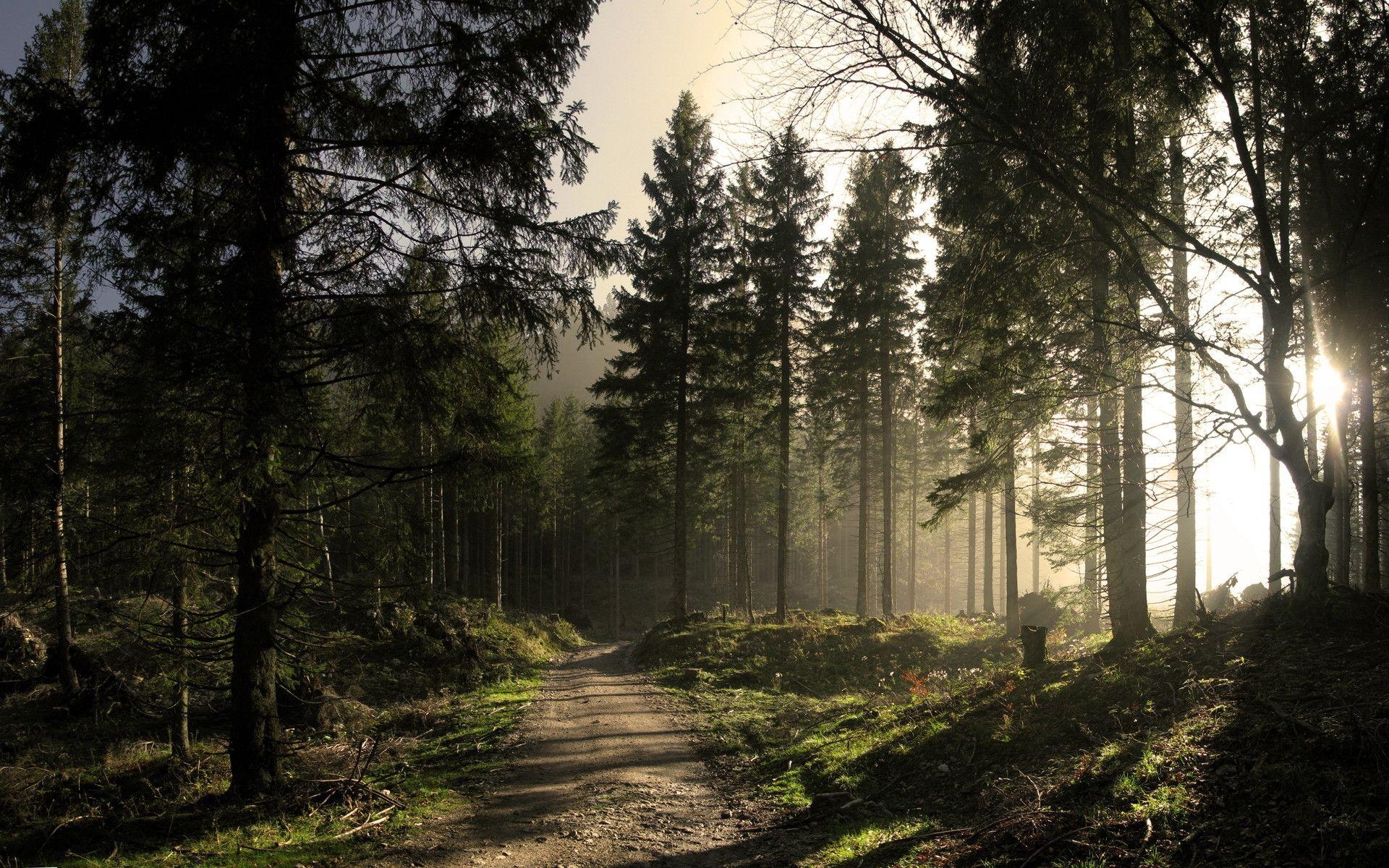 Waldpfad, Natur, Täglich, Landschaft, Ruhe, 1920x1200 HD Desktop