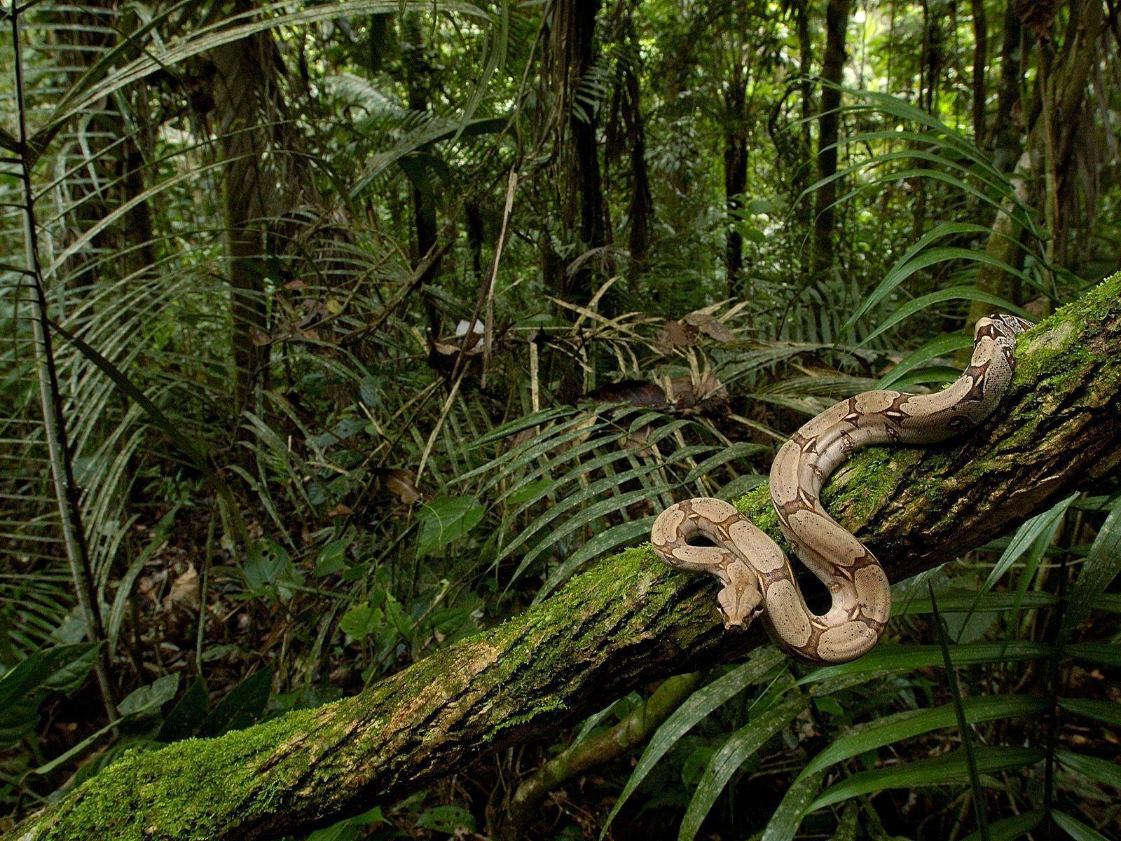 Amazonas Regenwald, HD, Tapete, Bild, Natur, 1600x1200 HD Desktop