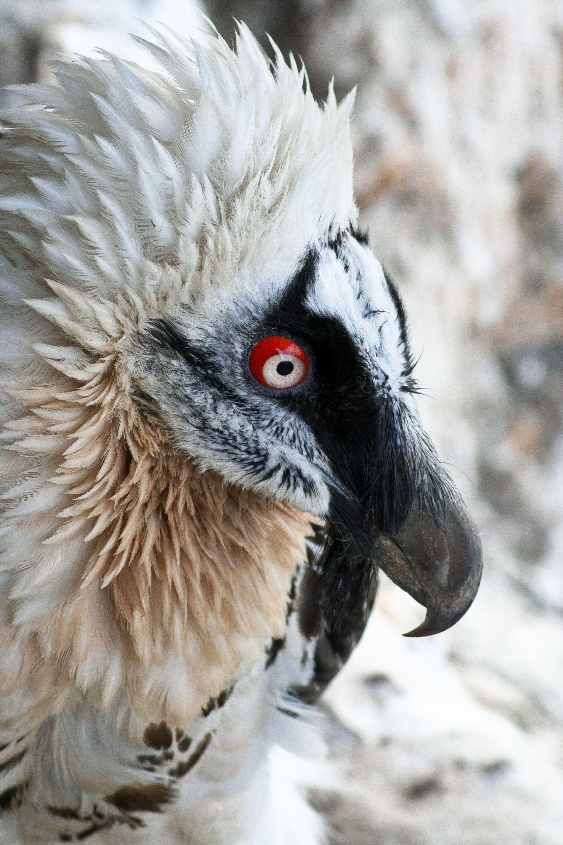 Bartgeier, Vögel, Natur, Schutz, Tierwelt, 1920x2880 HD Handy