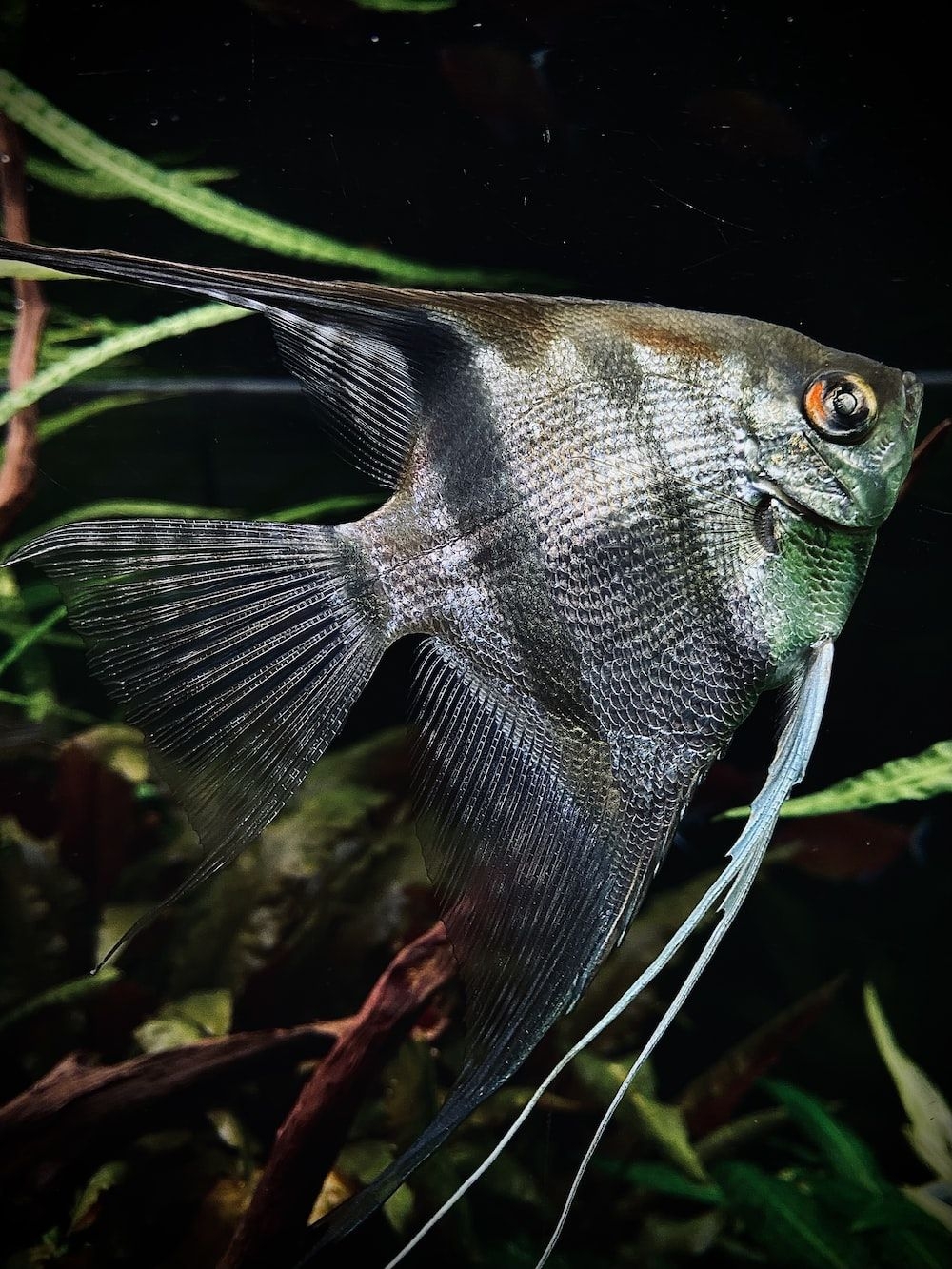 Angelfish, Bild, Aquarium, kostenlos, Natur, 1000x1340 HD Handy