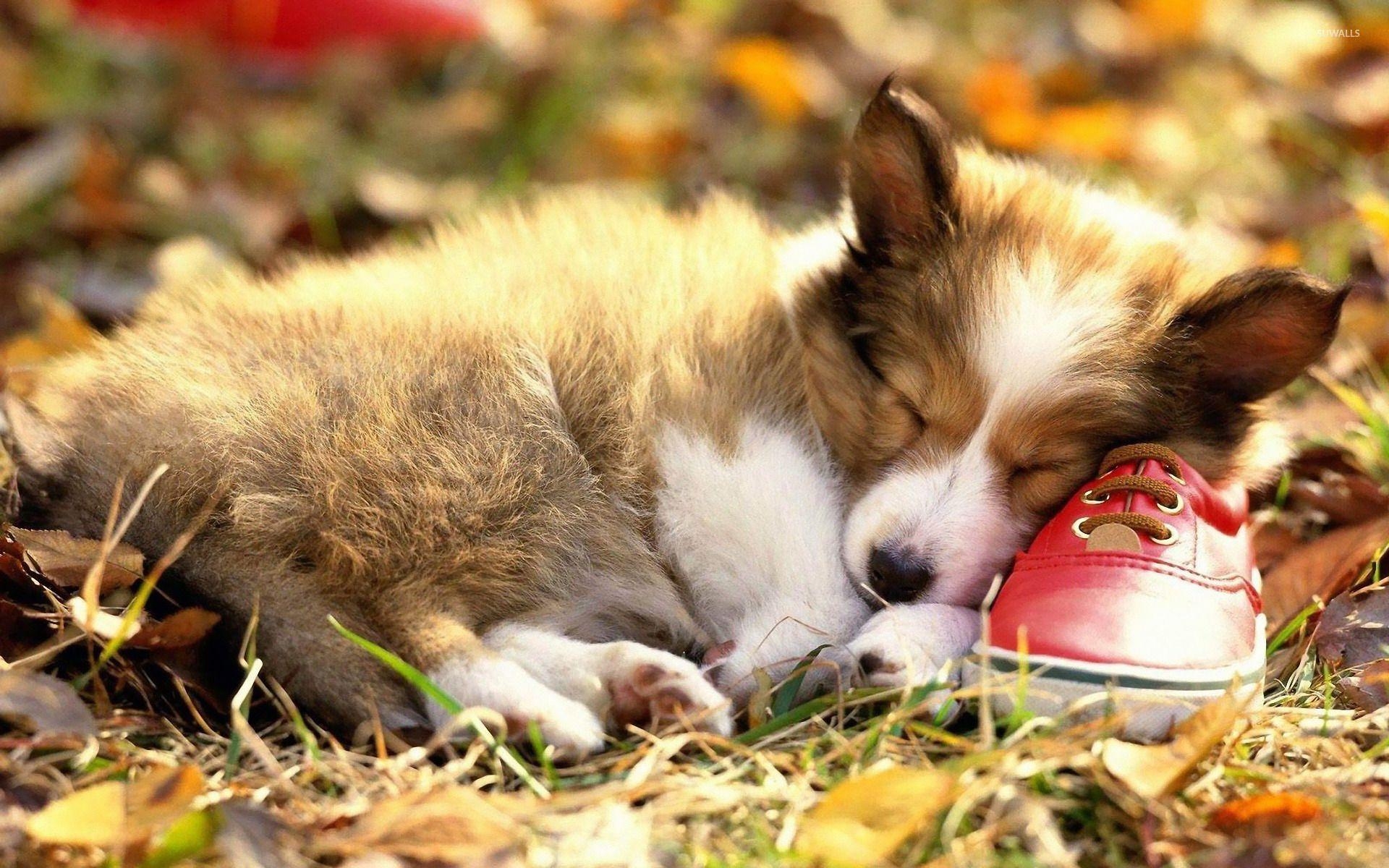 Pembroke Corgi, Schlafend, Schuh, Niedlich, Hund, 1920x1200 HD Desktop