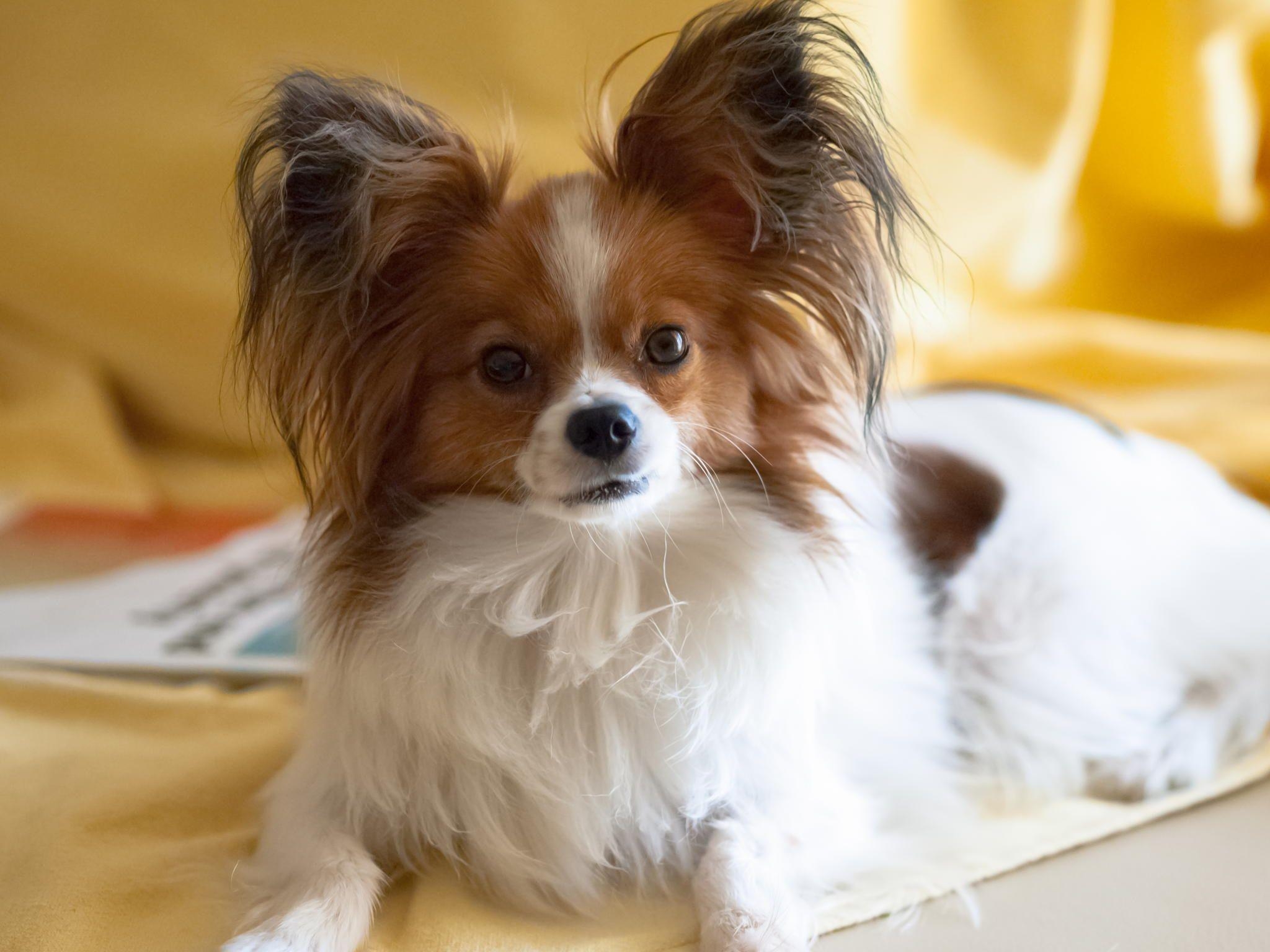 Mein Papillon Hund, Welpe, Niedlich, Haustier, Tier, 2050x1540 HD Desktop