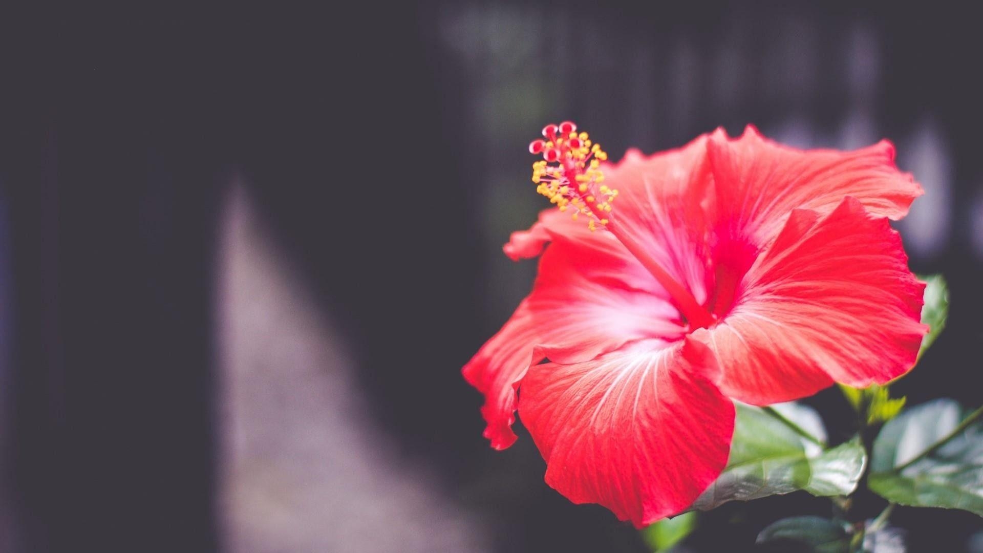 Hibiskus, Blume, Natur, Blüte, Exotisch, 1920x1080 Full HD Desktop