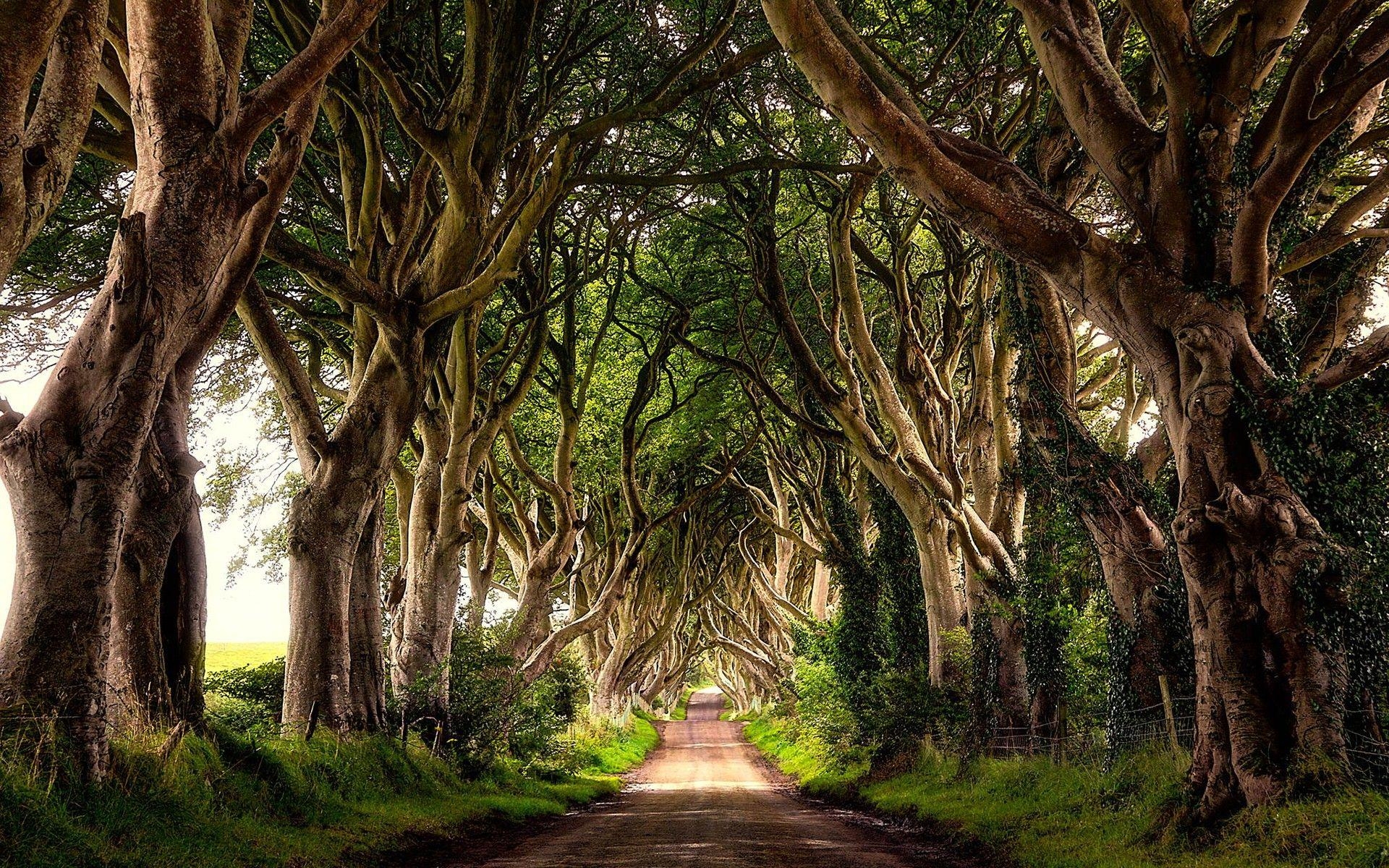 Dark Hedges, Nordirland, Reisen, Irland, Natur, 1920x1200 HD Desktop