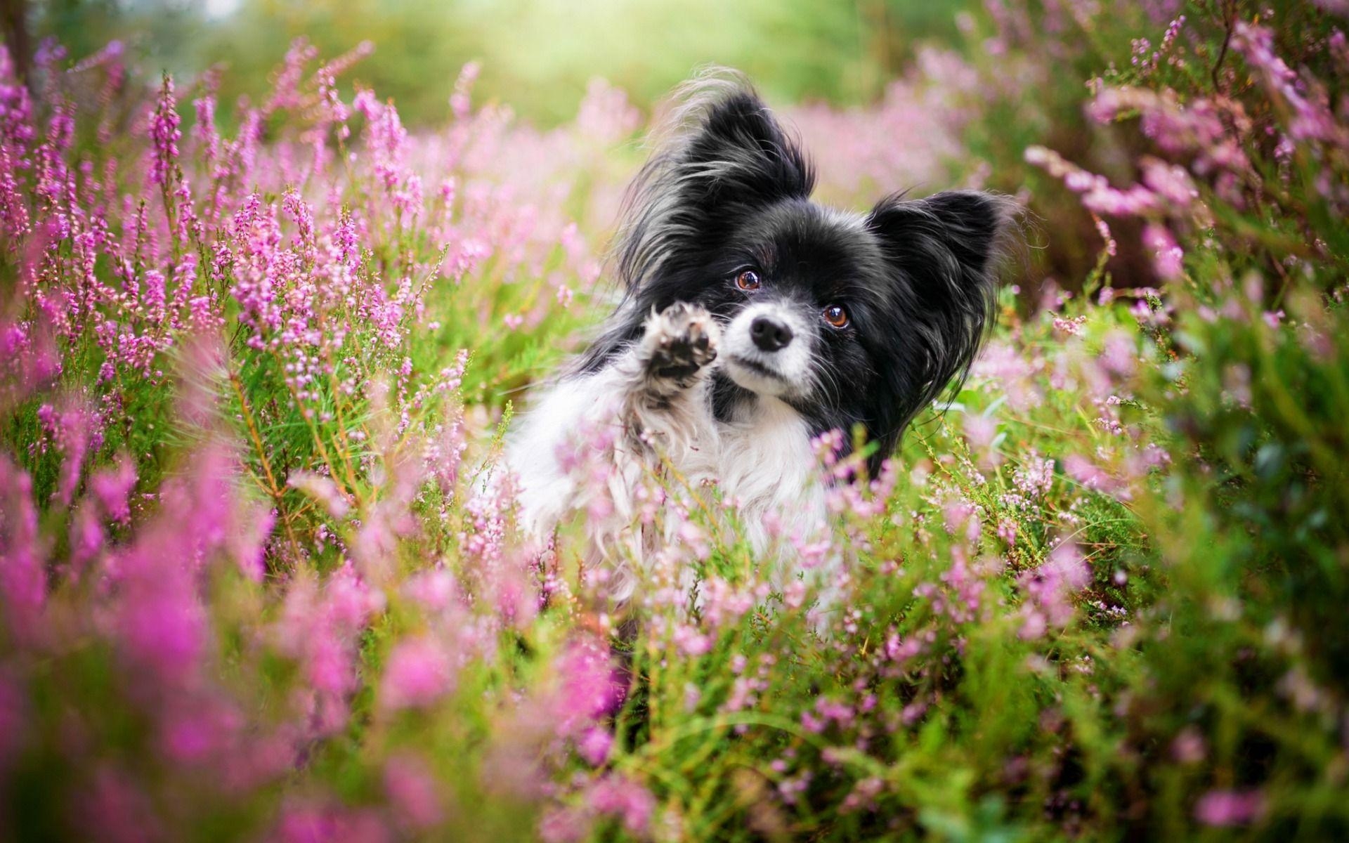 Papillon Hund, klein, schwarz-weiß, süße Tiere, Blüten, 1920x1200 HD Desktop