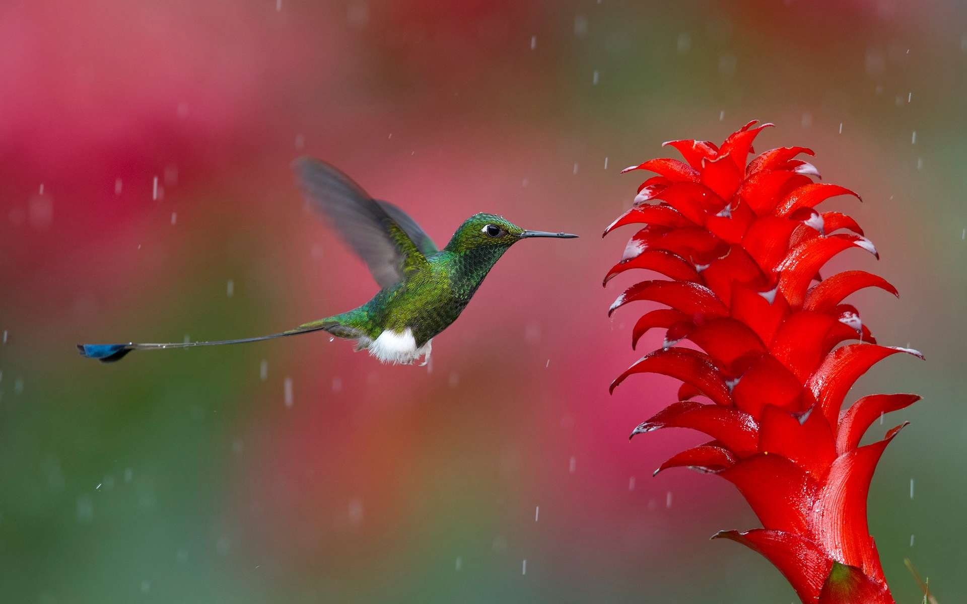 Kolibri, Download, Desktop-Hintergrund, Vogel, Computer, 1920x1200 HD Desktop