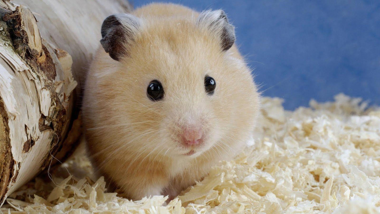 Kostenlose Archiv, Hamster, Hintergrund, kleine, digital, 1600x900 HD Desktop