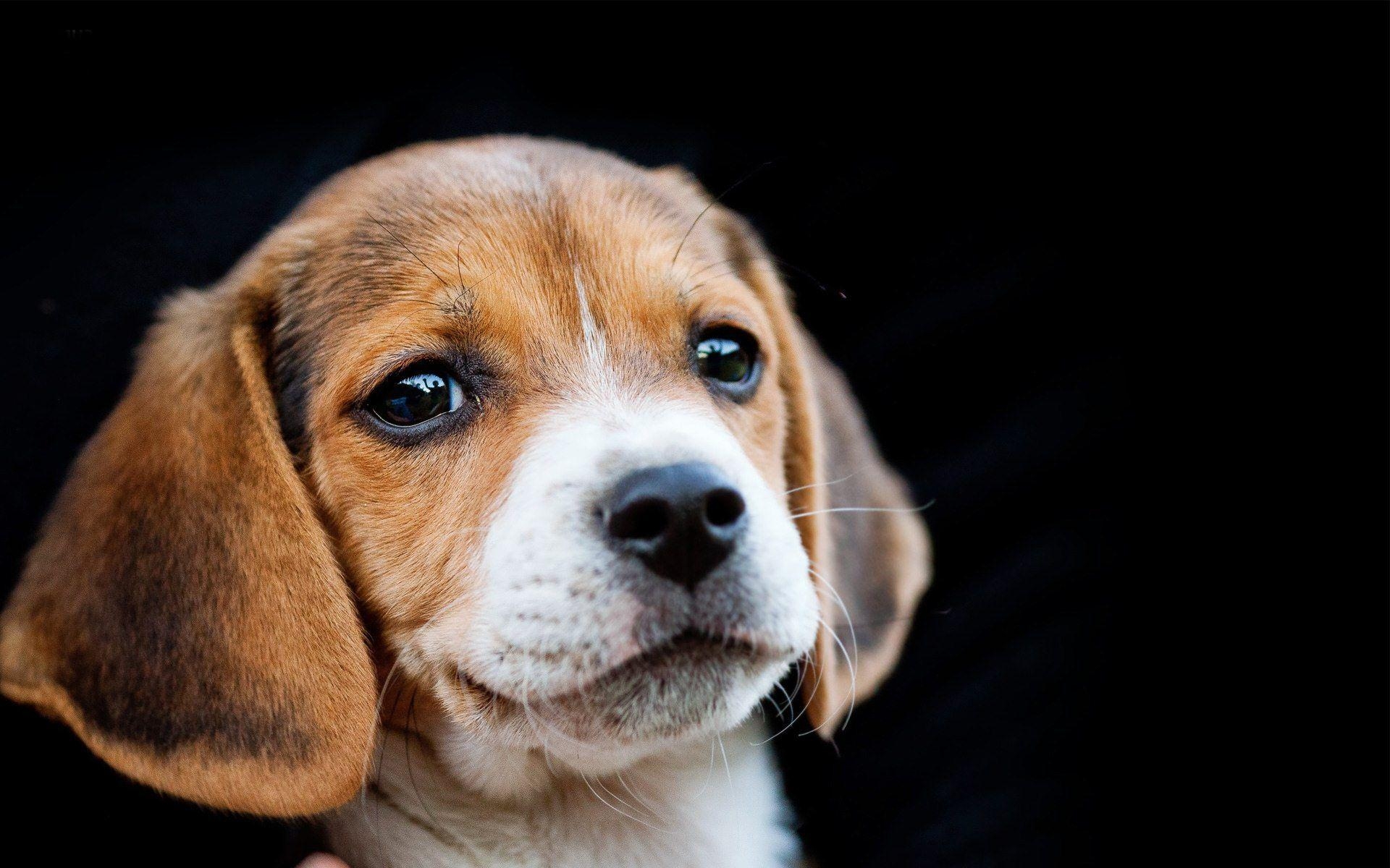 Beagle, HD, Hunde, Bild, Hintergrund, 1920x1200 HD Desktop