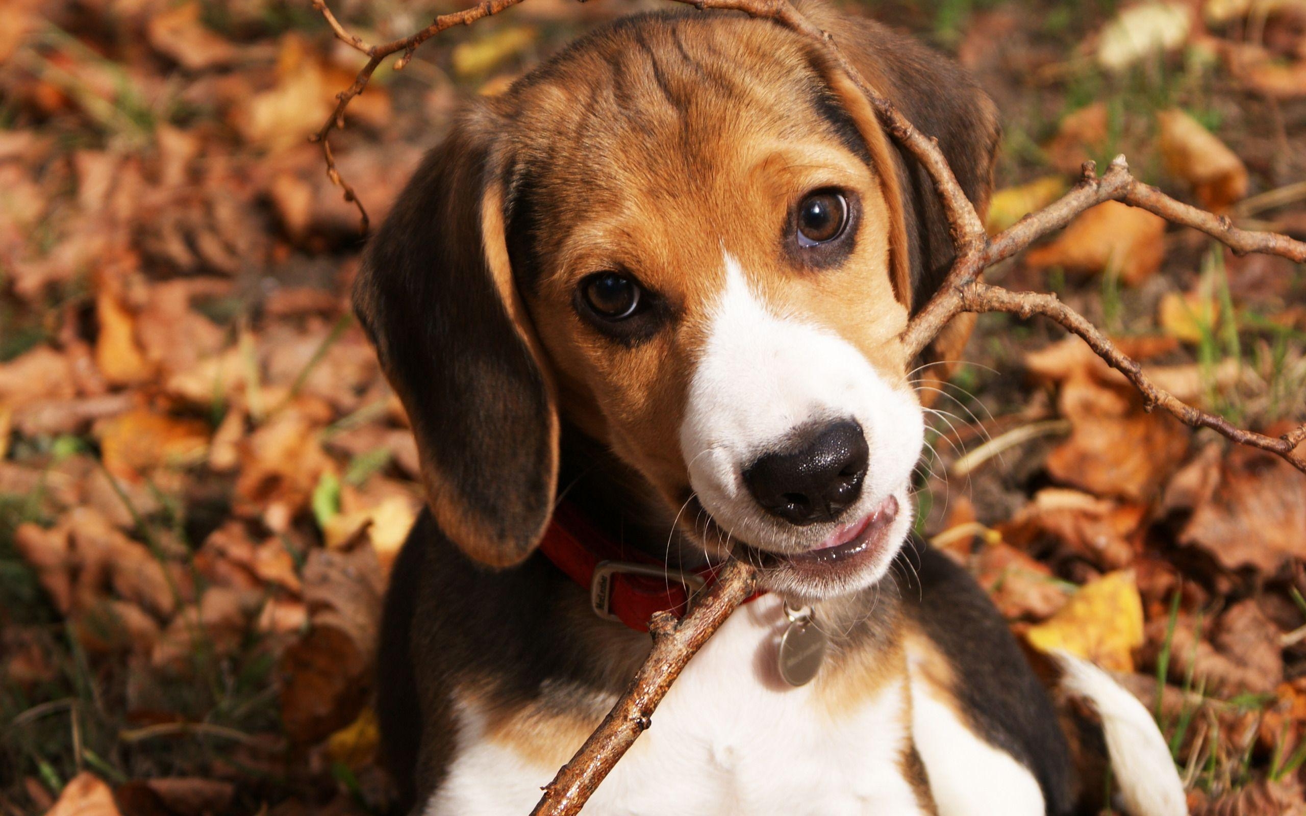 Beagle, HD, süß, Welpen, Hunde, 2560x1600 HD Desktop