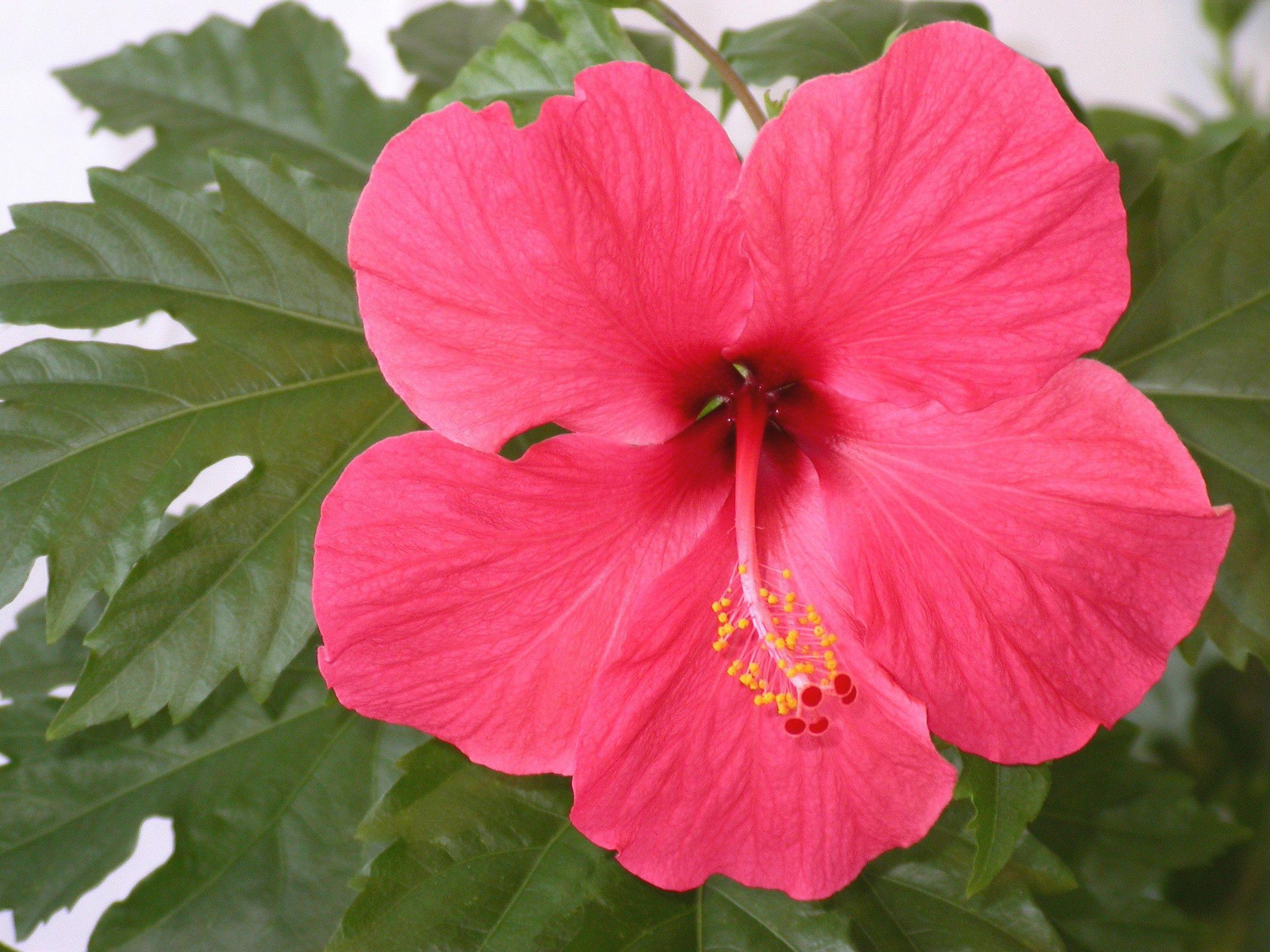 Hibiskusblume, Natur, Hintergrund, Schönheit, HD, 2280x1710 HD Desktop