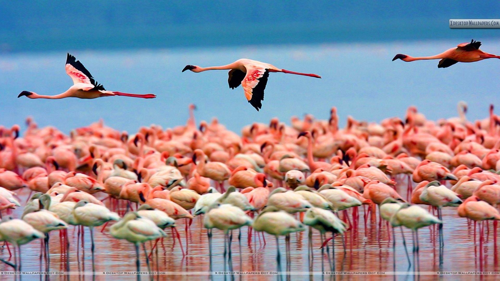 Lake Nakuru, Kenia, Wasser, Natur, Reise, 1920x1080 Full HD Desktop