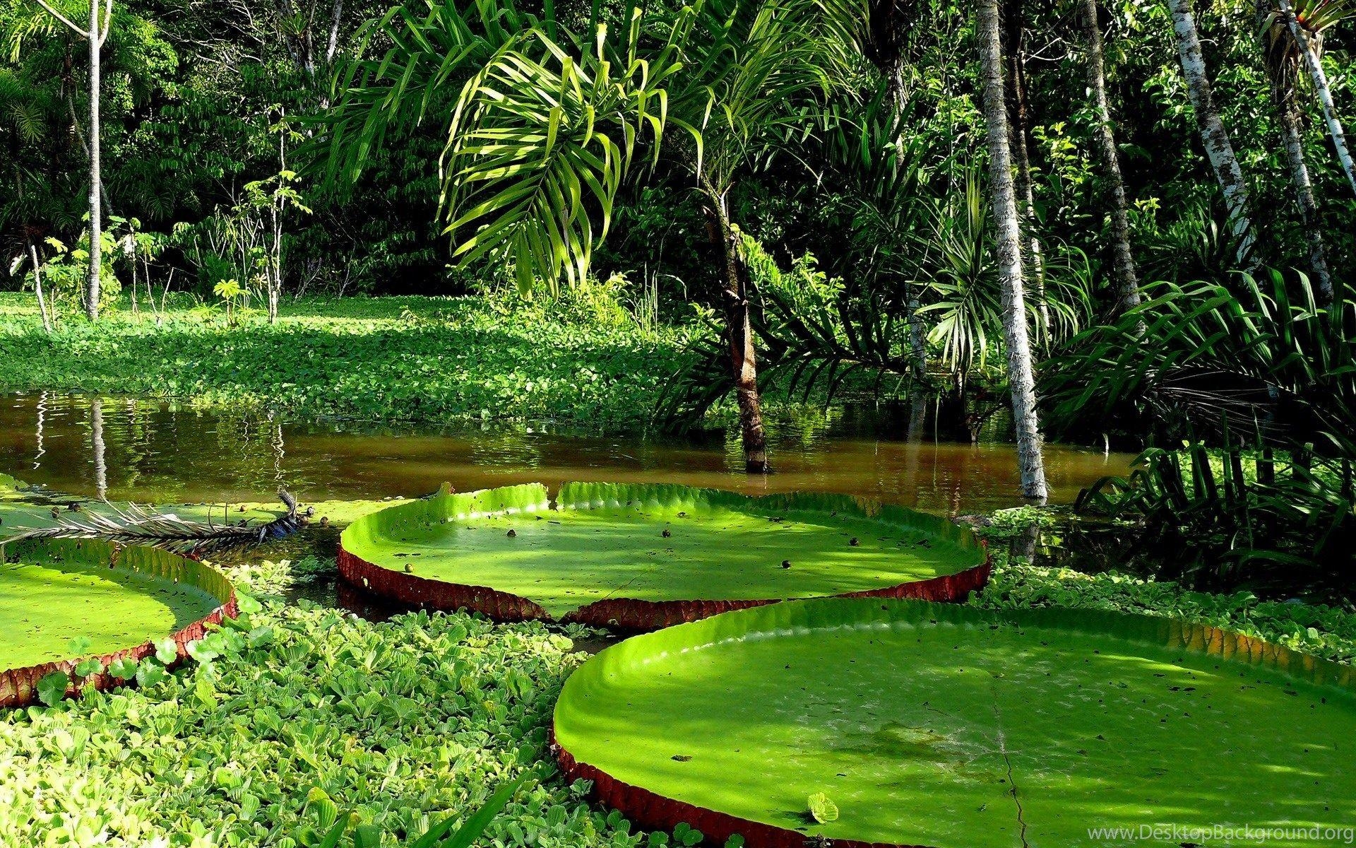 Amazonas Seerose, Natur, Gigantisch, Wasserpflanze, Hintergrundbild, 1920x1200 HD Desktop