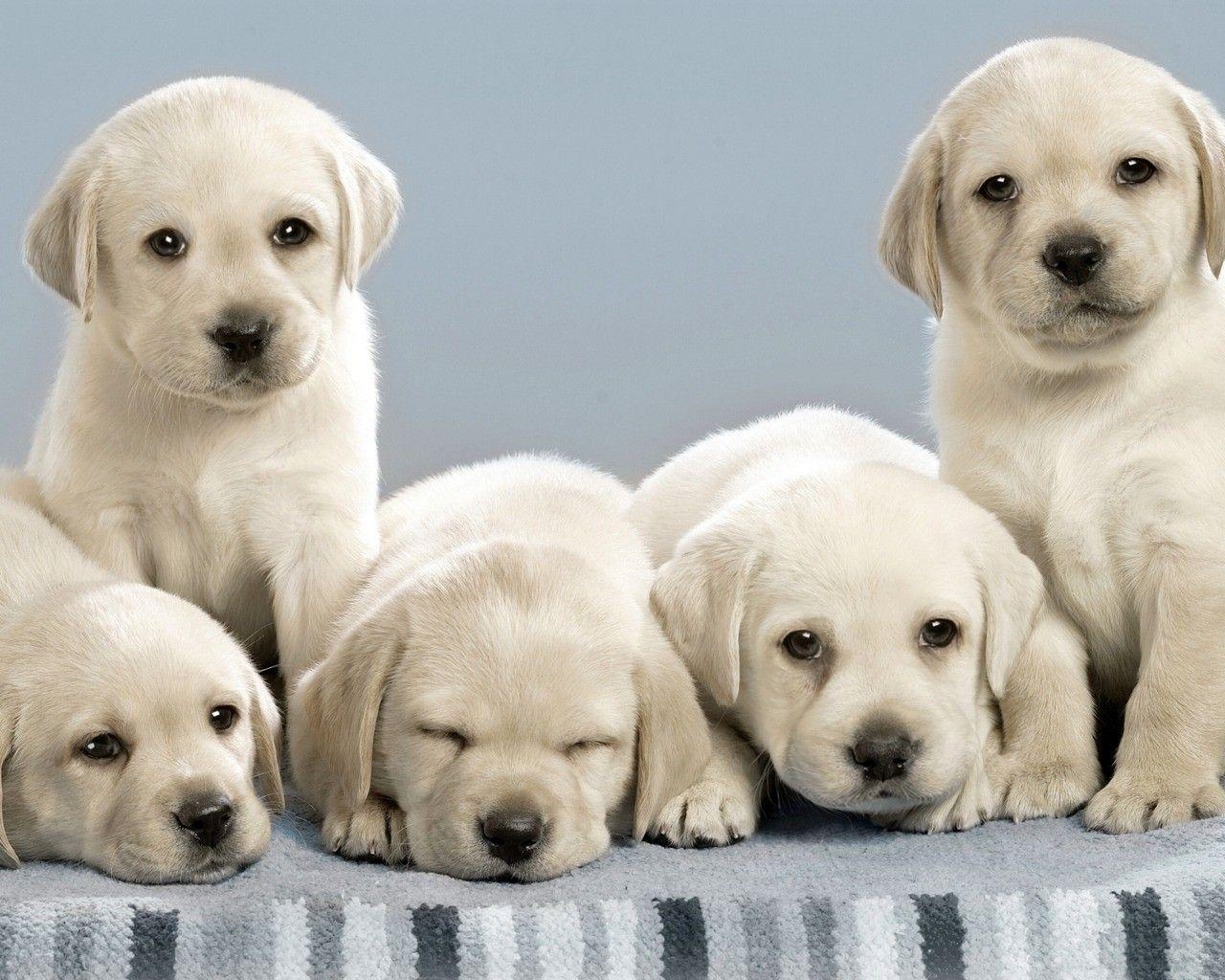 Labrador Retriever, Hund, Tiere, Pixel, Hintergrund, 1280x1030 HD Desktop