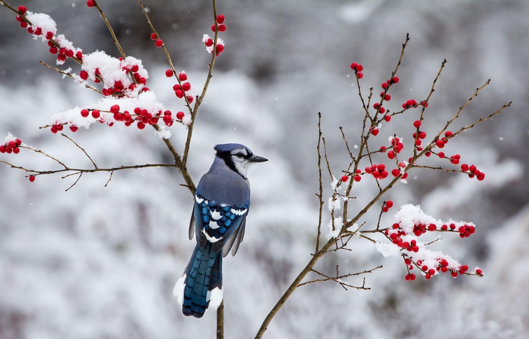 Wintervögel, Beeren, Wallpaper, Natur, Foto, 2050x1320 HD Desktop