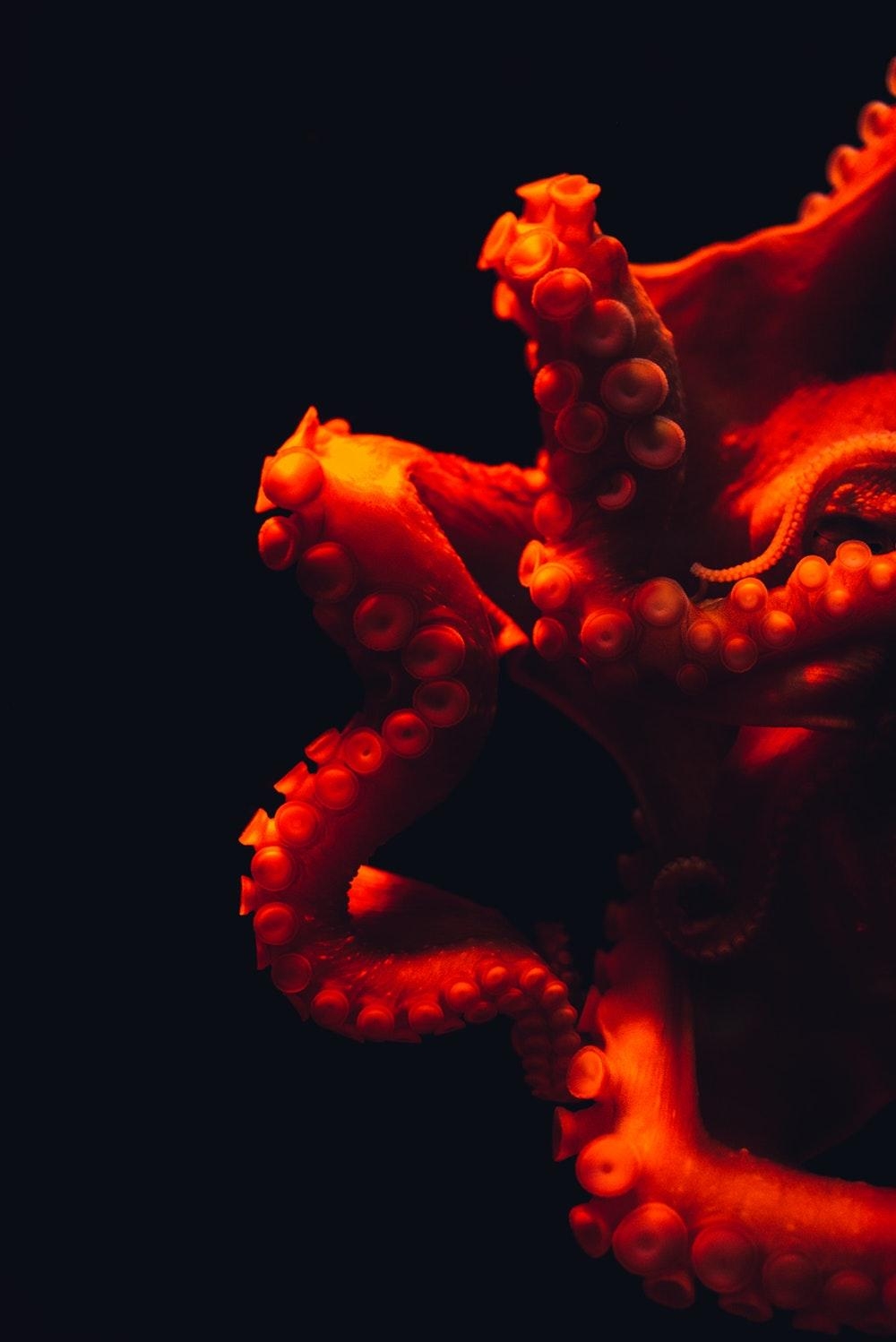 Oktopus, Bild, HD-Download, Meer, Tentakel, 1000x1500 HD Handy