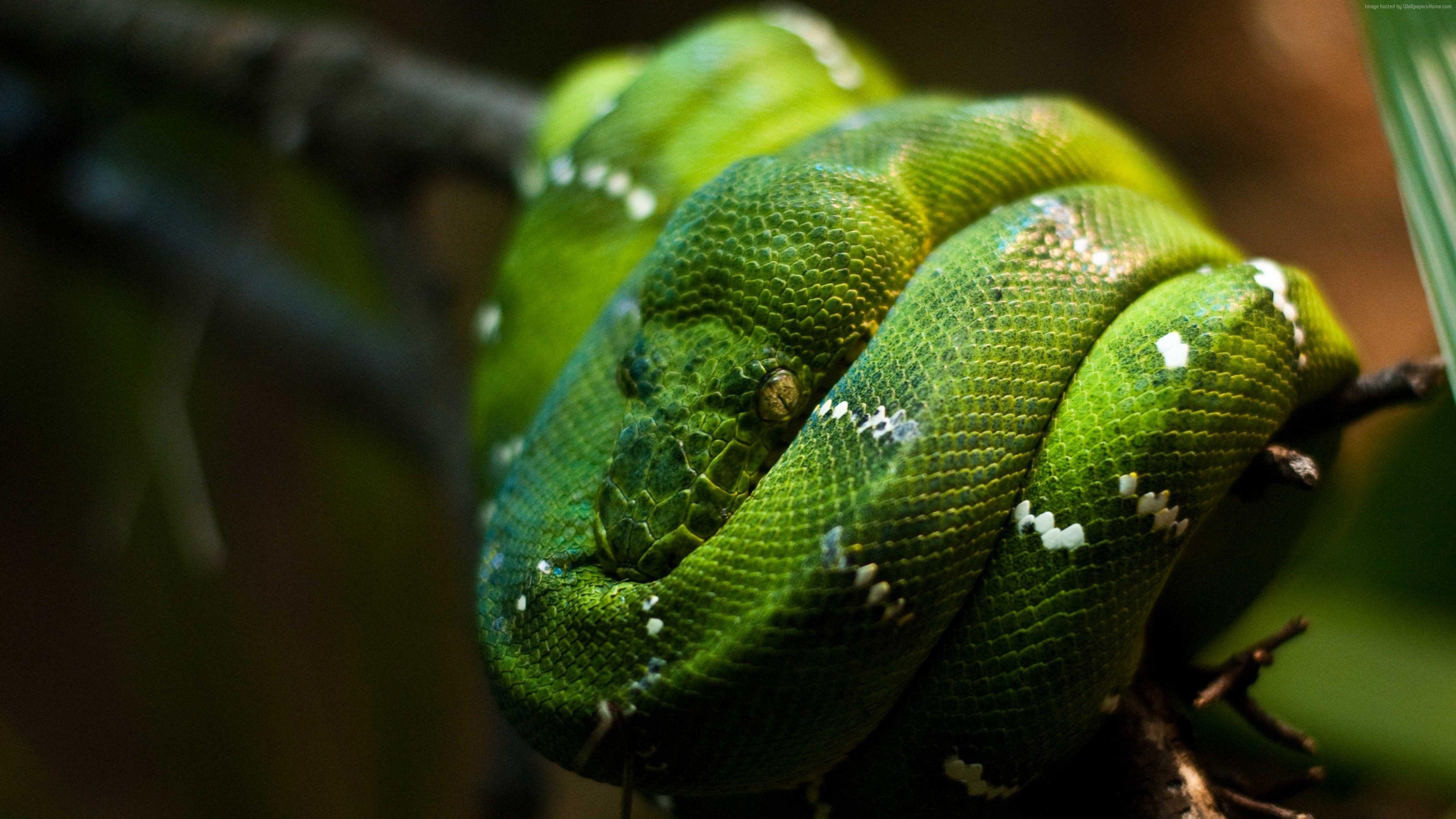 Python, Singapur Zoo, Smaragdgrün, Nahaufnahme, 4K, 3840x2160 4K Desktop