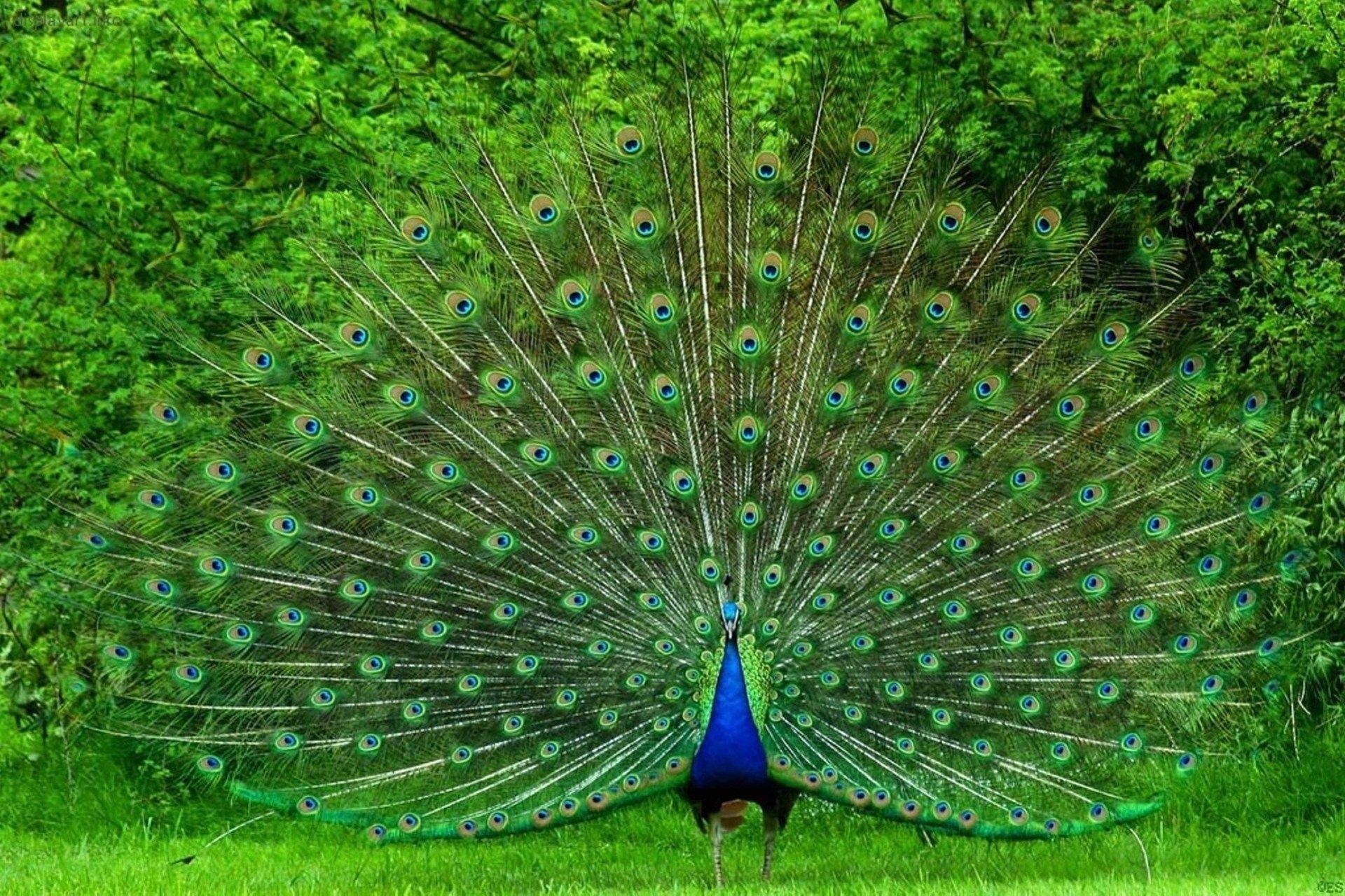 Pfau, Desktop, Farbenprächtig, Hintergrund, Vogel, 1920x1280 HD Desktop