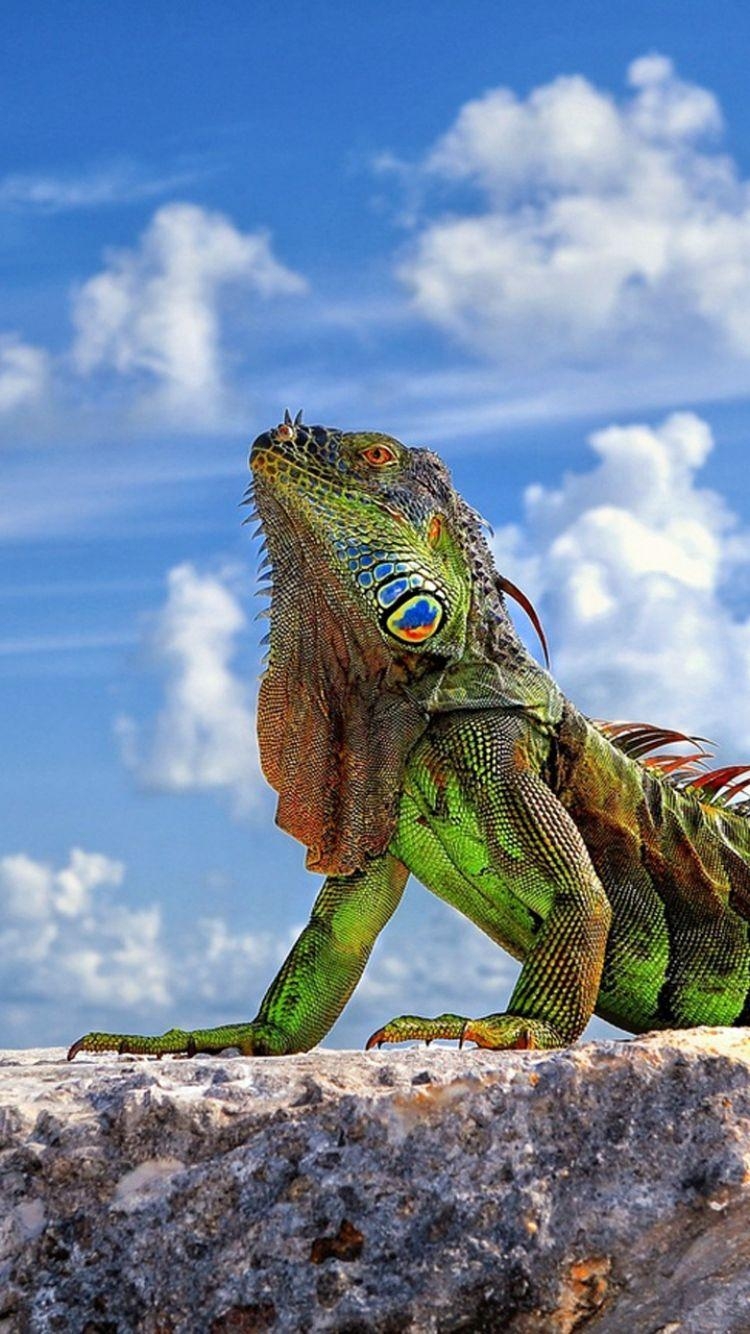 Iguana, 4K, Reptilien, Tiere, Natur, 750x1340 HD Handy