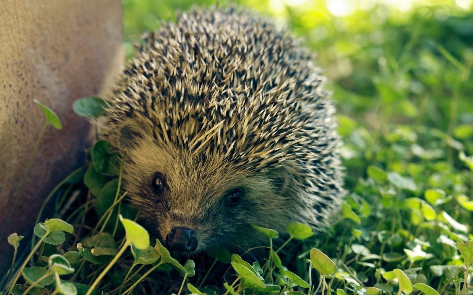 Igel, Tier, Desktop, Hintergrund, niedlich, 1920x1200 HD Desktop