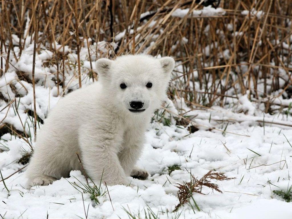 Eisbär, Baby, Tier, Arktis, Niedlich, 1030x770 HD Desktop